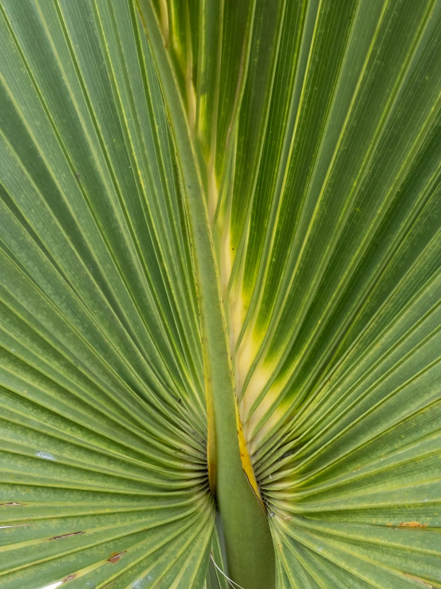 Cabbage Palm (Sabal Palmetto) — This robust palm is known for its remarkable tolerance to a variety of conditions; making it an exemplary choice, image 45