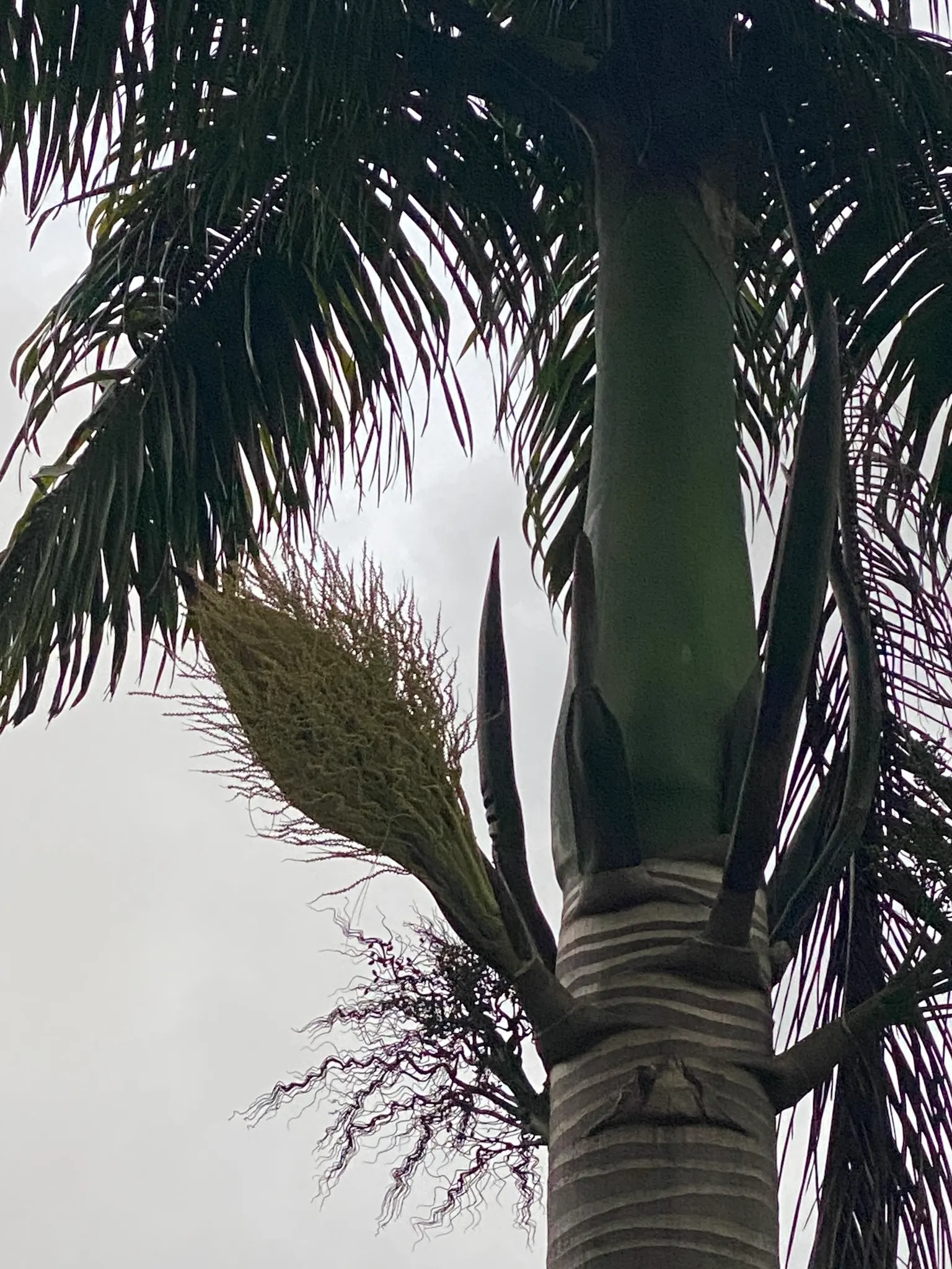 Cabbage Palm (Sabal Palmetto) — requiring minimal supplemental irrigation