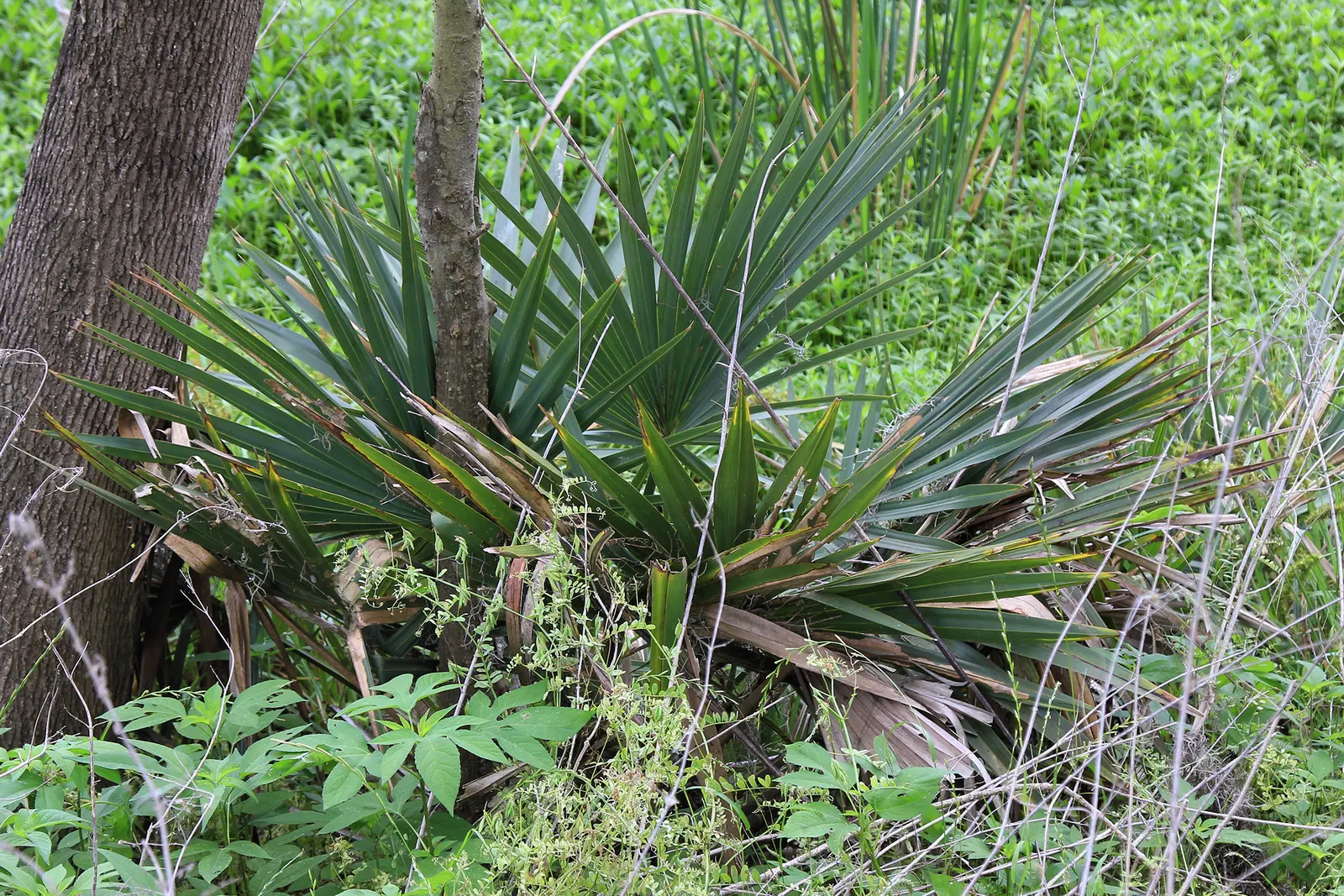 Cabbage Palm (Sabal Palmetto) — Offers low maintenance and adds vertical interest in coastal and formal landscapes; is an iconic staple of the, image 61