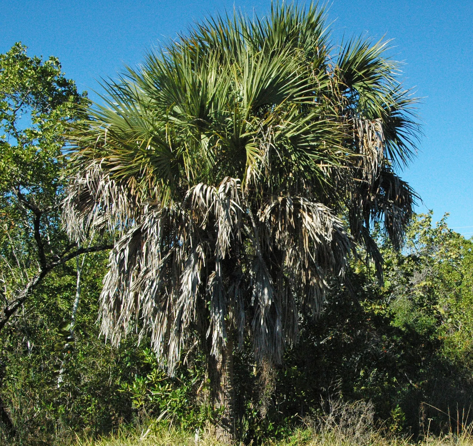 Cabbage Palm (Sabal Palmetto) — This robust palm is known for its remarkable tolerance to a variety of conditions