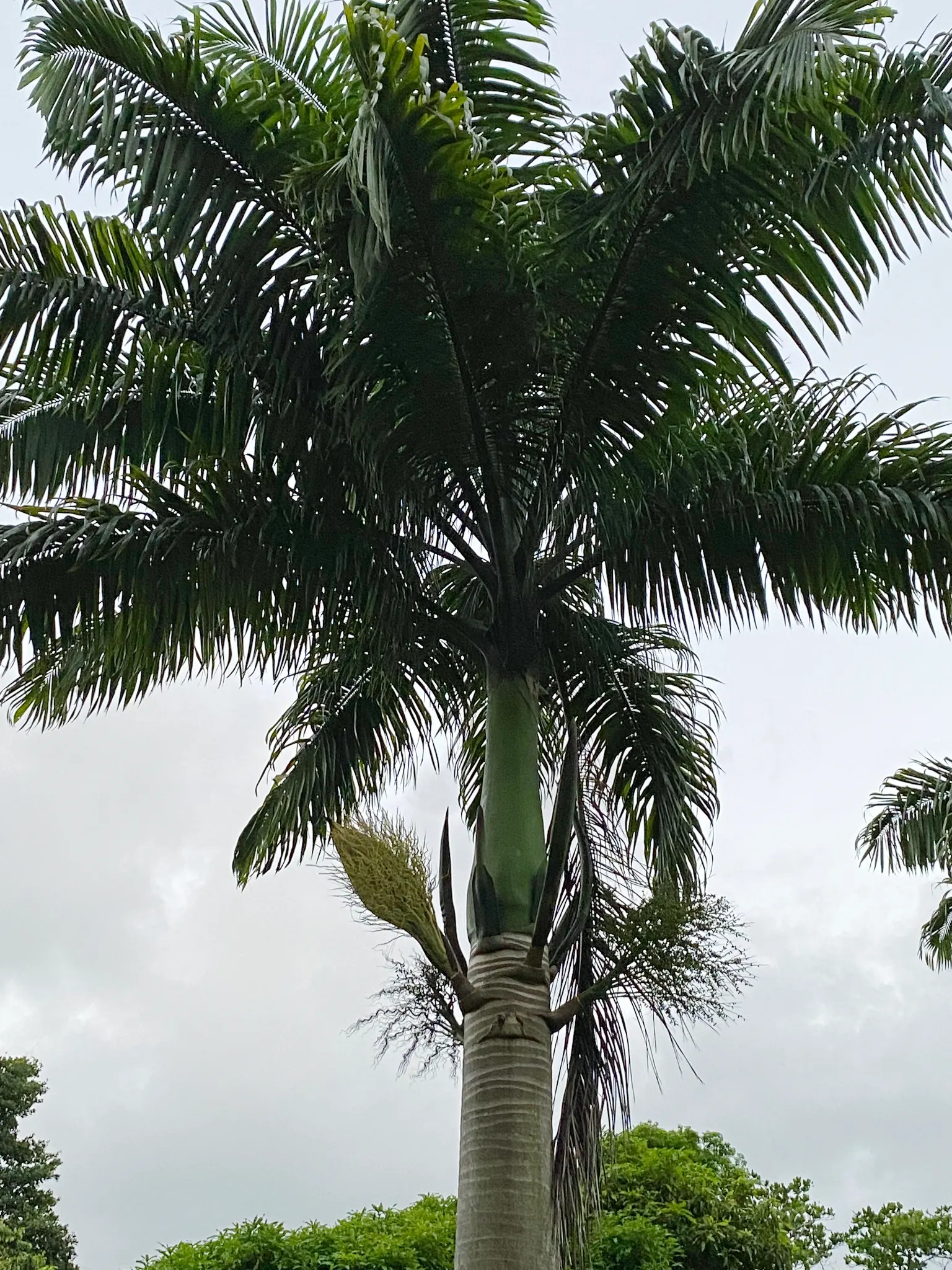 Cabbage Palm (Sabal Palmetto) — The Cabbage Palm (Sabal palmetto) is an iconic evergreen, native to southeastern USA; offers low maintenance and adds vertical