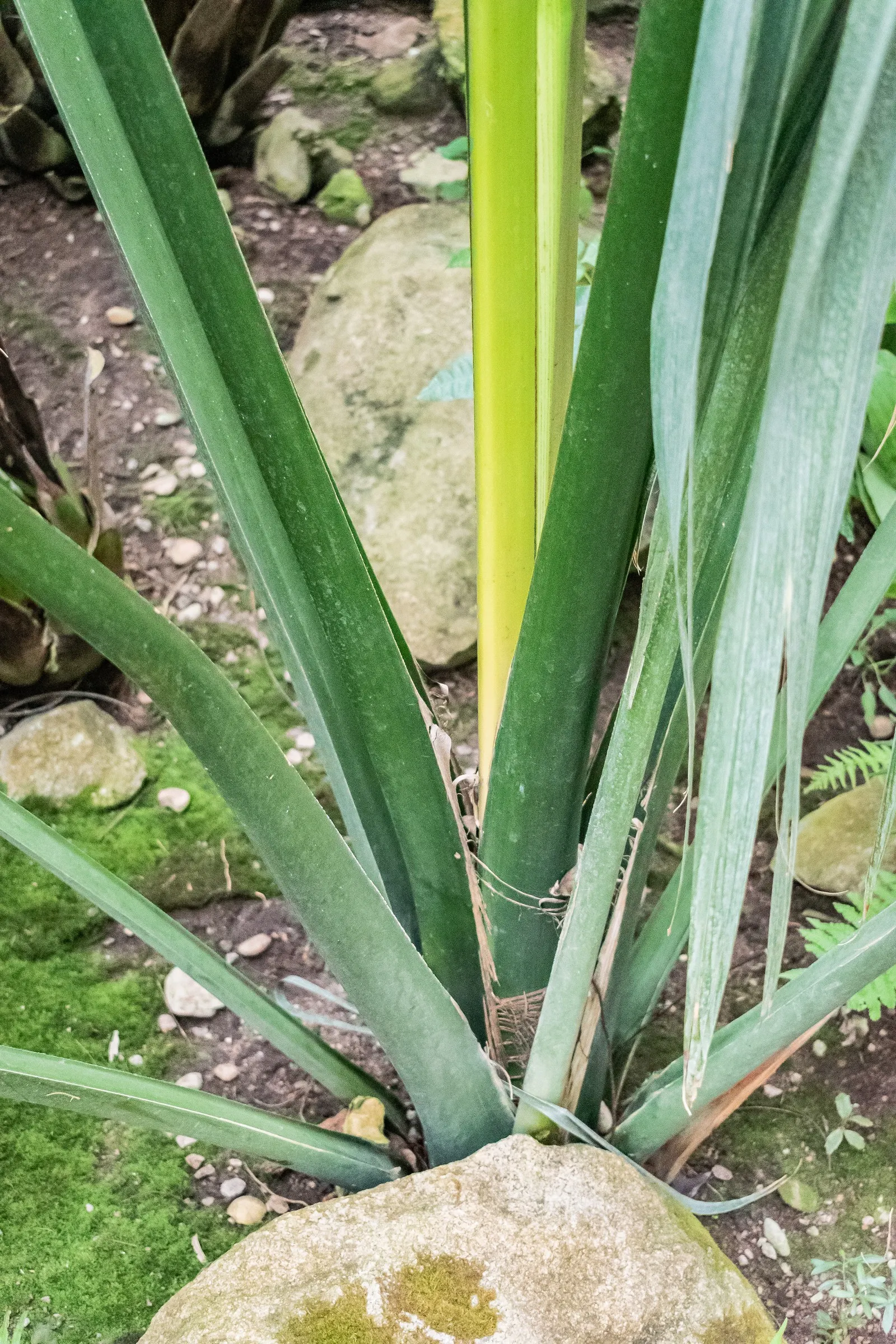 Cabbage Palm (Sabal Palmetto) — Adaptable to various soil types, it's drought-tolerant once established; the Cabbage Palm's trunk forms an, image 59