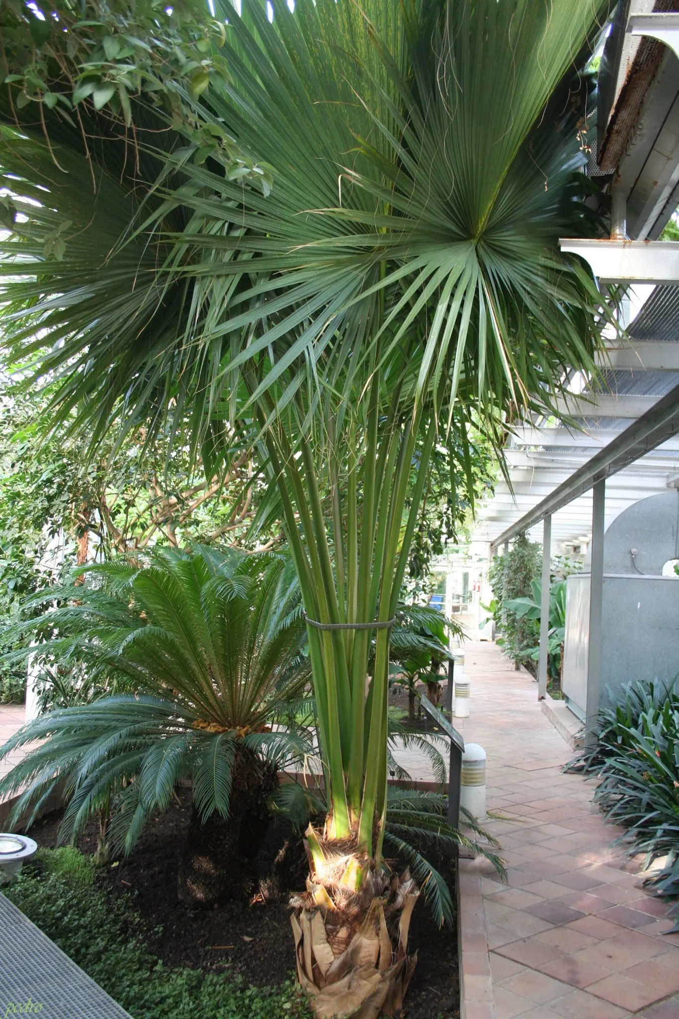 Cabbage Palm (Sabal Palmetto) — Adaptable to various soil types, it's drought-tolerant once established; the Cabbage Palm's trunk forms an, image 78