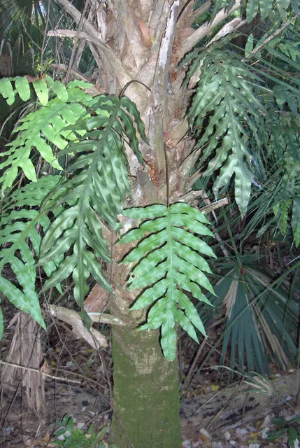 Cabbage Palm (Sabal Palmetto) — Each frond can reach a length of 5 to 6 feet, contributing to the palm's lush appearance; capped by a symmetrical, image 89