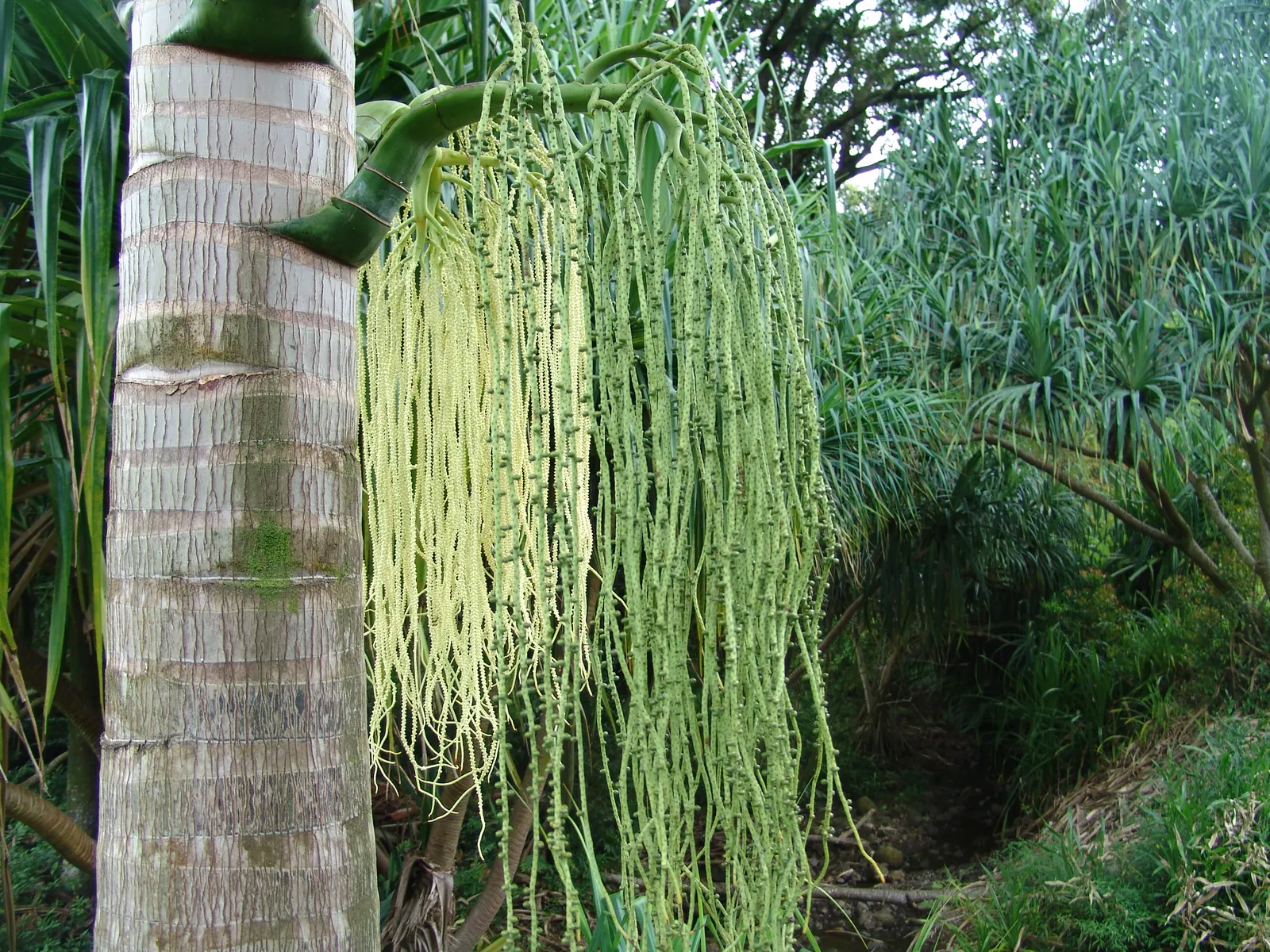 Cabbage Palm (Sabal Palmetto) — Offers low maintenance and adds vertical interest in coastal and formal landscapes; is an iconic staple of the southeastern