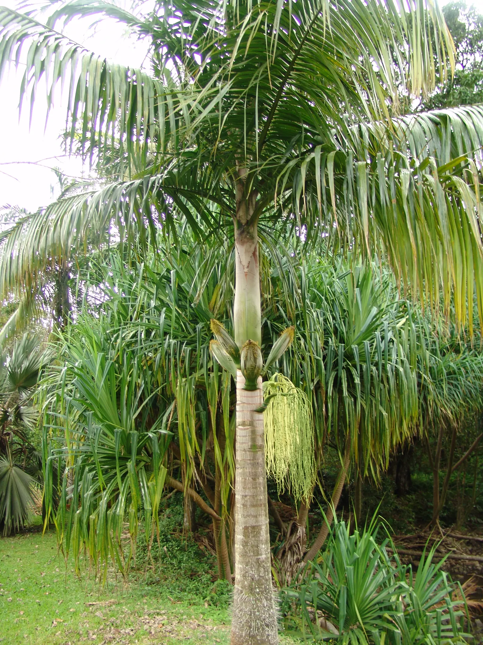 Cabbage Palm (Sabal Palmetto) — scientifically recognized as Sabal palmetto; each frond can reach a length of 5 to 6 feet, contributing to the palm's lush