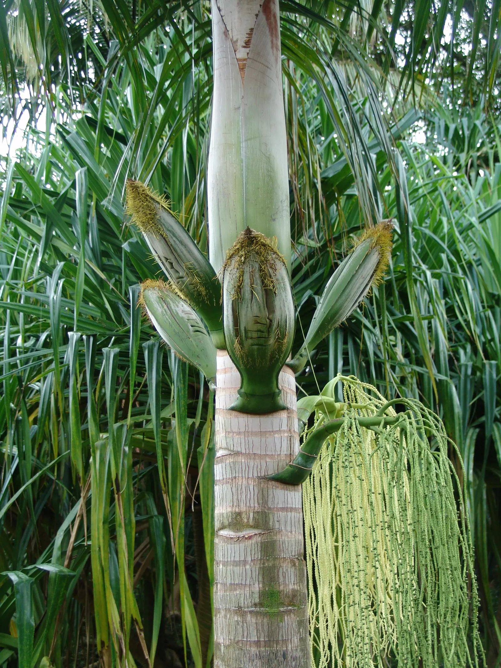 Cabbage Palm (Sabal Palmetto) — is an iconic staple of the southeastern United States landscape; the Cabbage Palm (Sabal palmetto) is an iconic evergreen