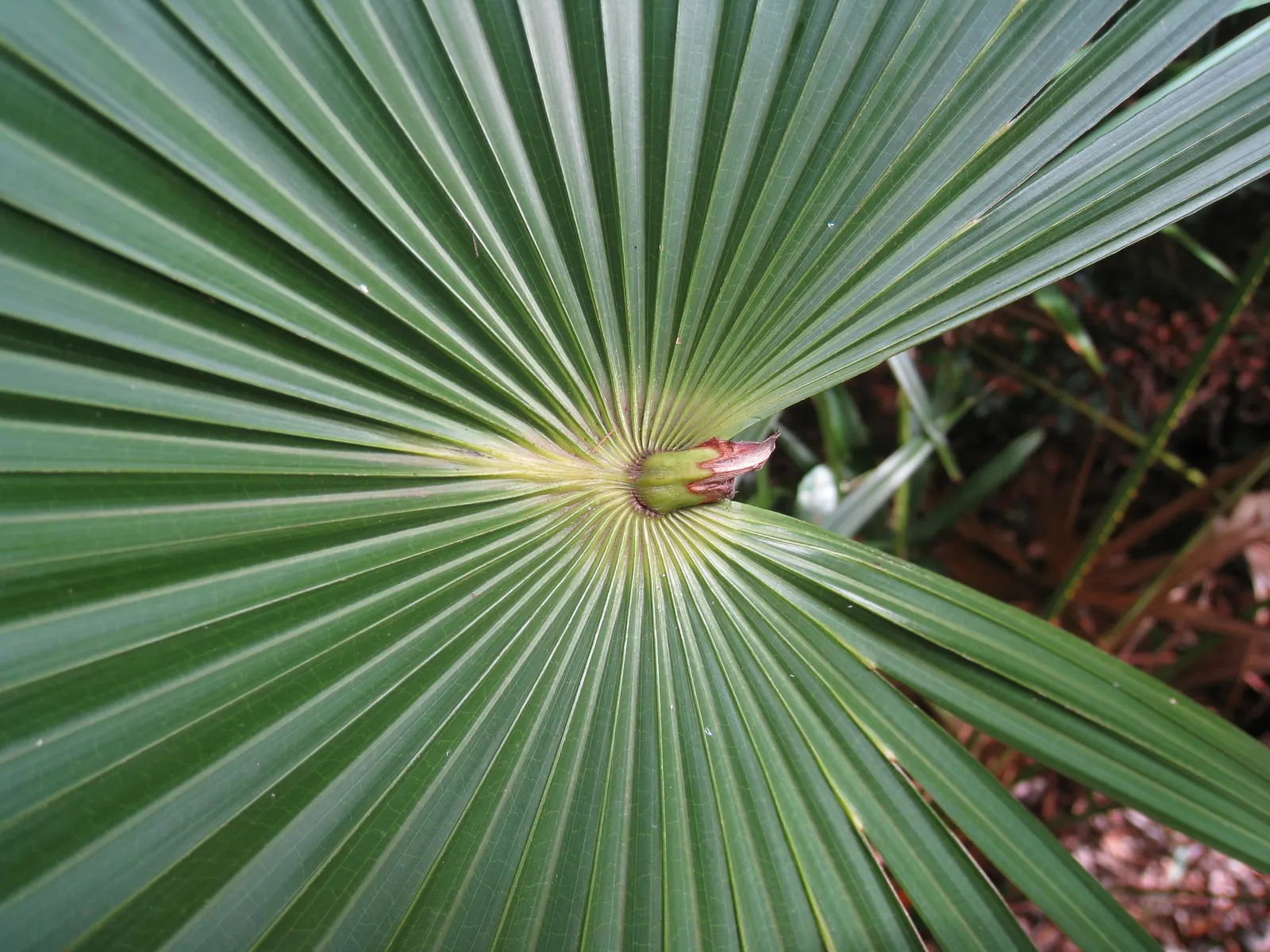 Cabbage Palm (Sabal Palmetto) — palm / tree for full or half