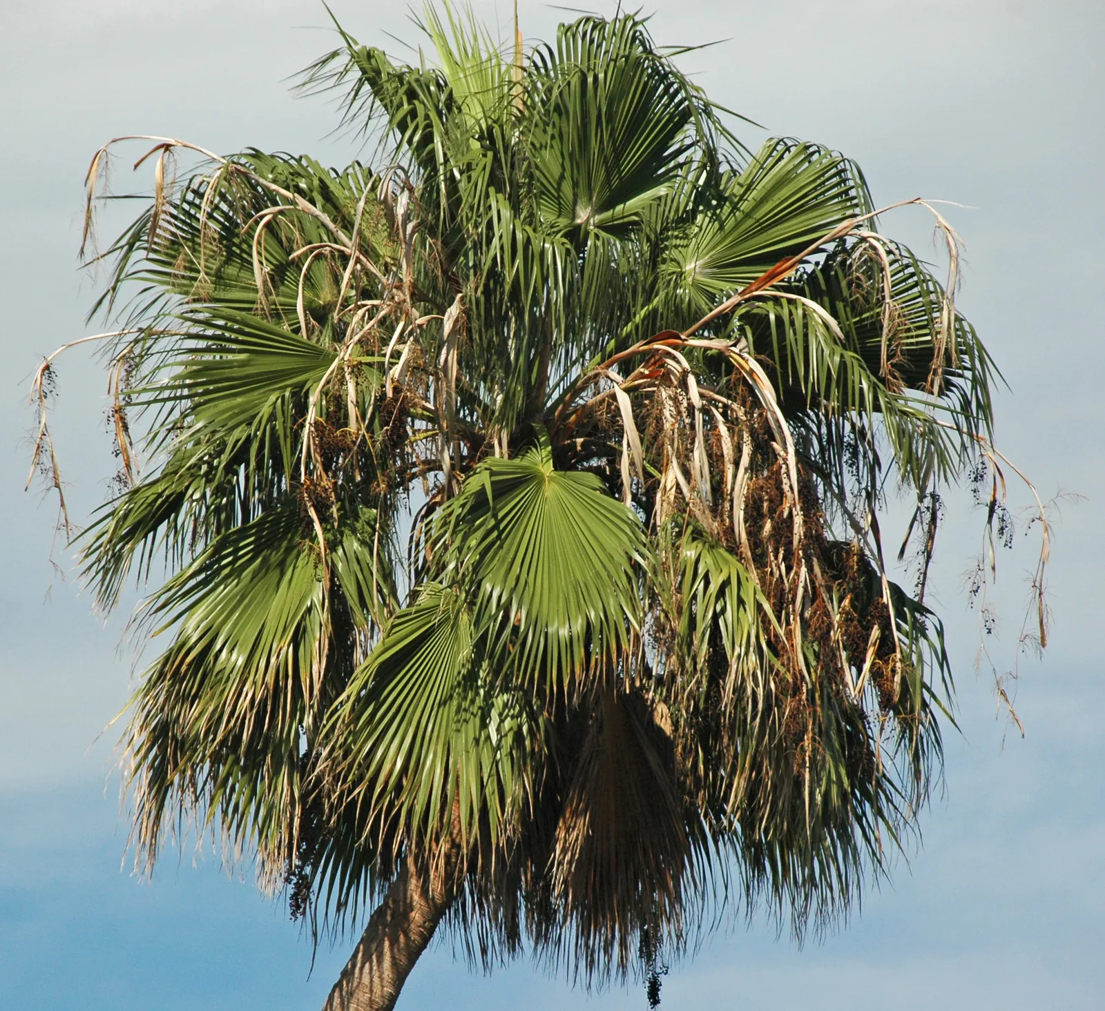 Cabbage Palm (Sabal Palmetto) — making it an exemplary choice for a diverse range of climates