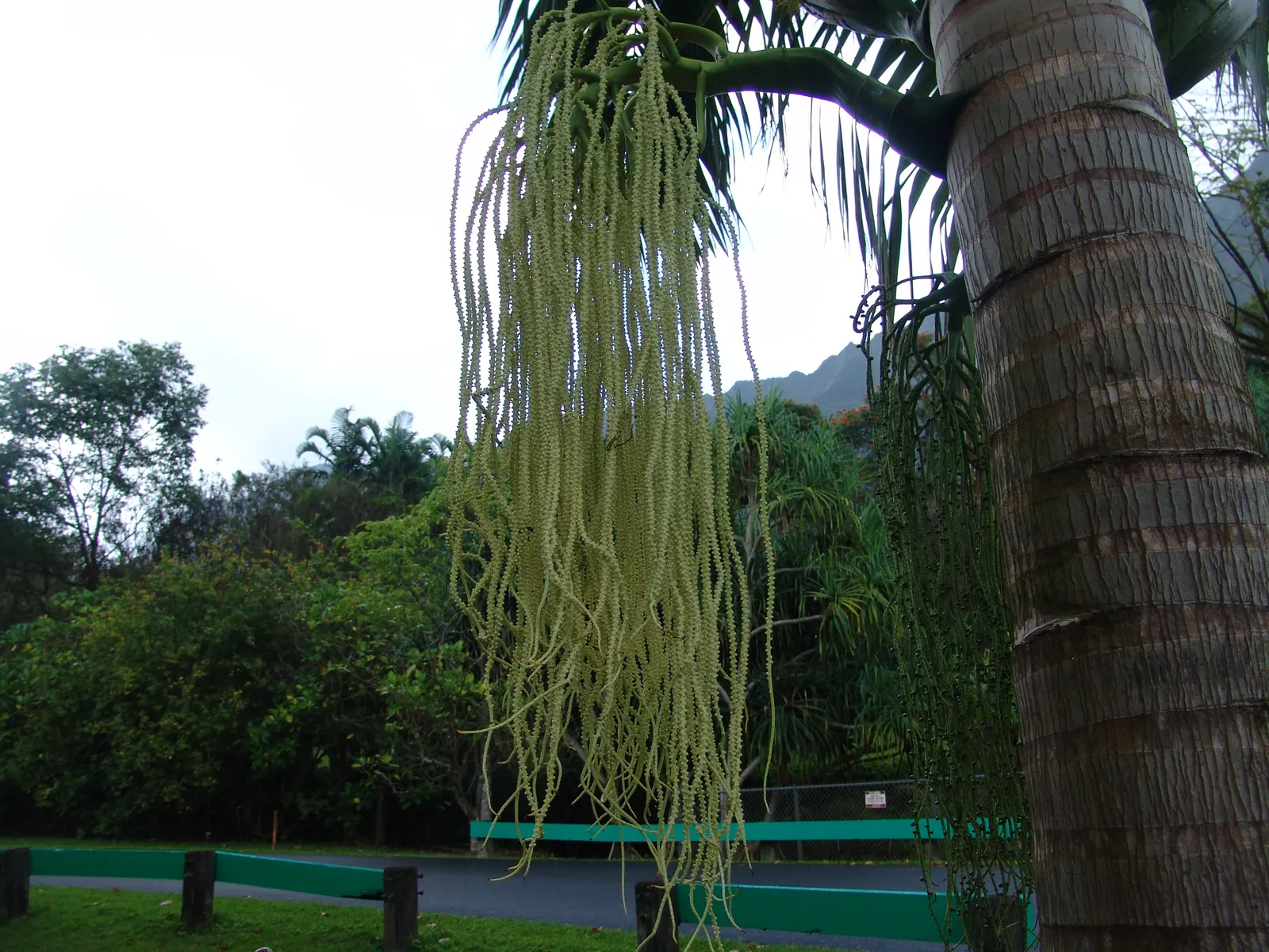 Cabbage Palm (Sabal Palmetto) — It features a stout, columnar trunk and large, fan-shaped leaves; when planning the garden layout