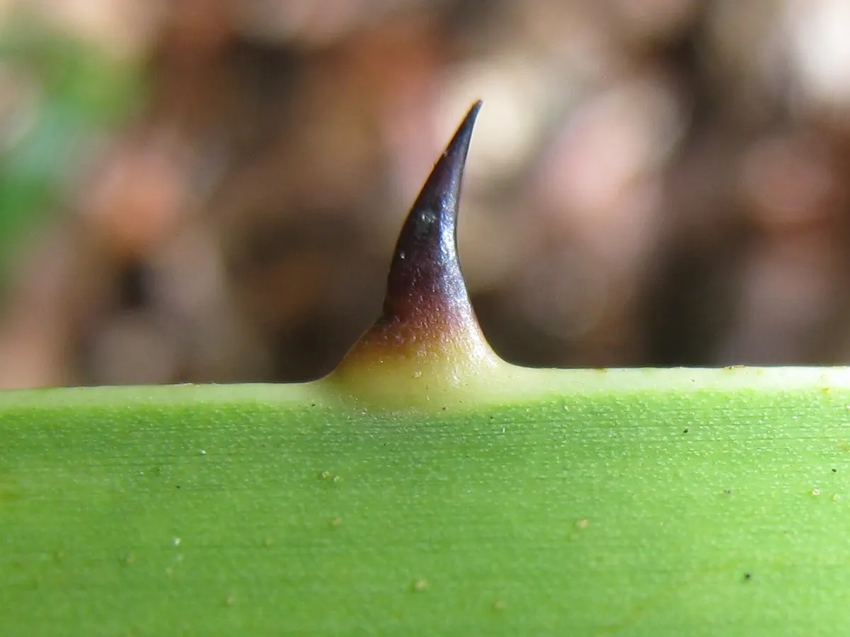 Cabbage Palm (Sabal Palmetto) — scientifically recognized as Sabal palmetto