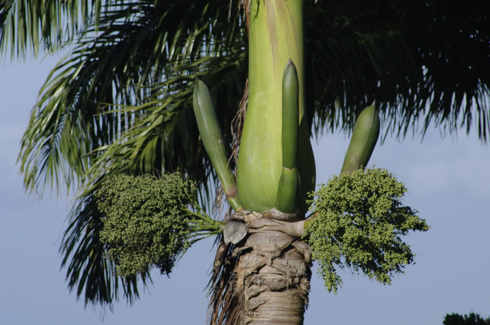 Cabbage Palm (Sabal Palmetto) — It provides excellent vertical accents in both formal and informal settings