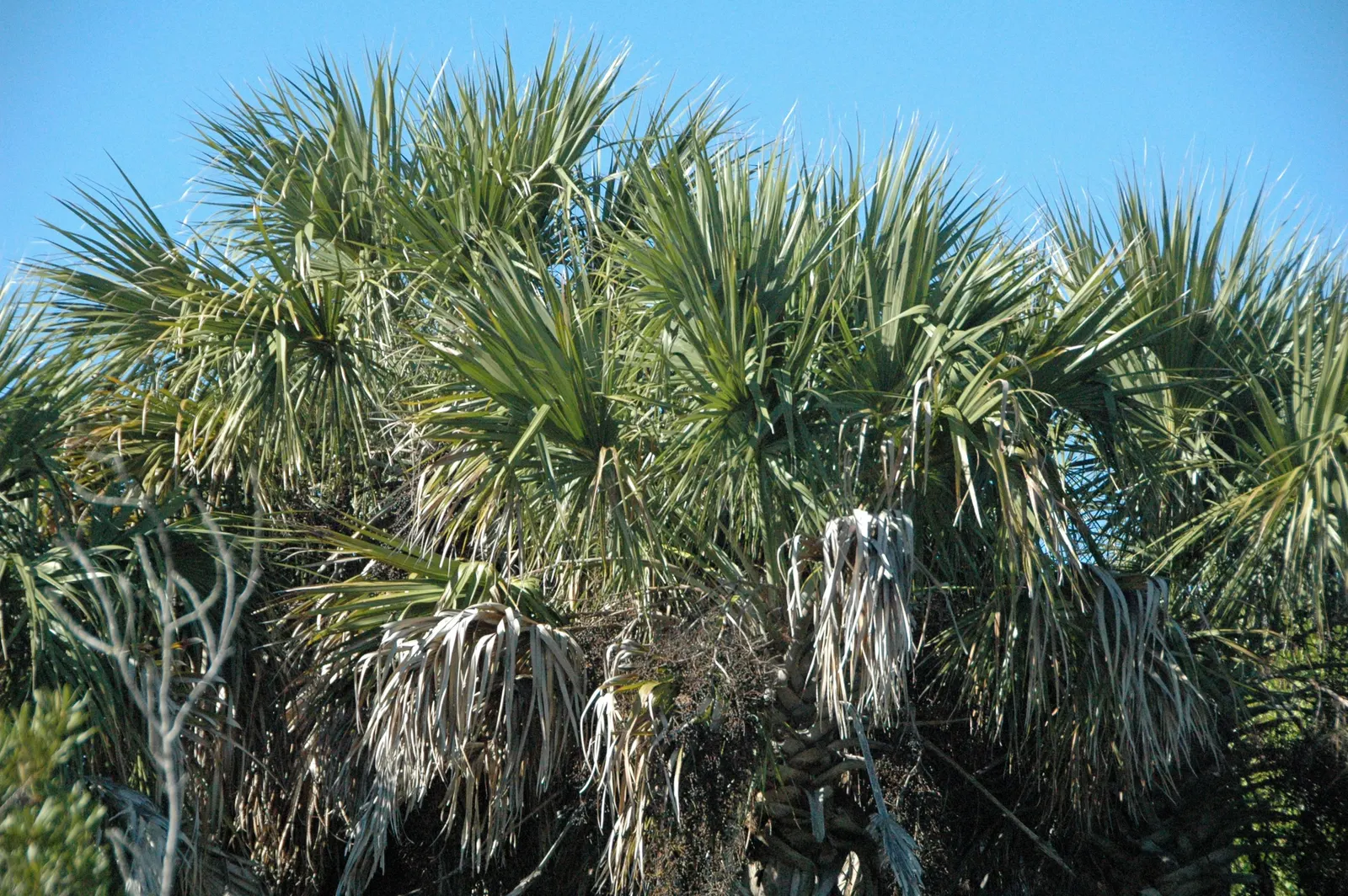 Cabbage Palm (Sabal Palmetto) — Hardy in USDA Zones 8 through 11, it thrives under full sunlight but can withstand partial shade