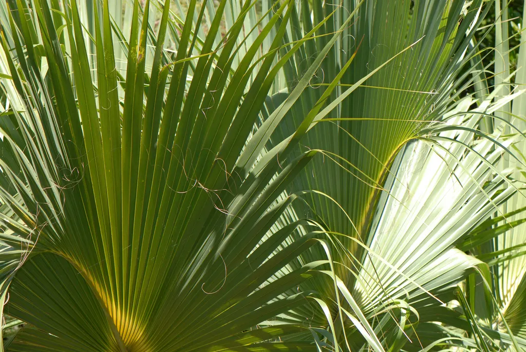 Cabbage Palm (Sabal Palmetto) — capped by a symmetrical crown of fan-shaped fronds; scientifically recognized as Sabal palmetto, image 69