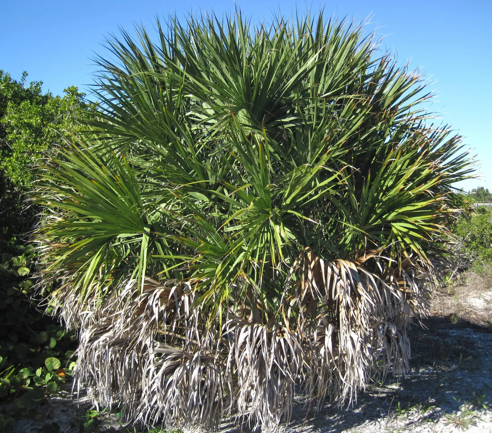 Cabbage Palm (Sabal Palmetto) — When planning the garden layout