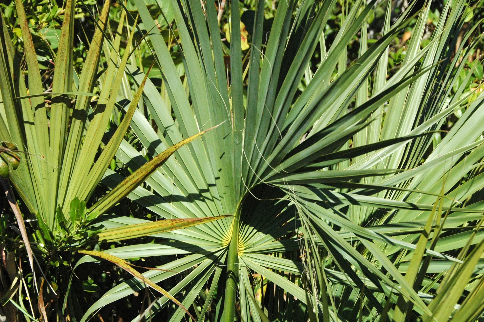 Cabbage Palm (Sabal Palmetto) — <br><br>Growing to a mighty height of 40 to 60 feet with a spread of 10 to 15 feet