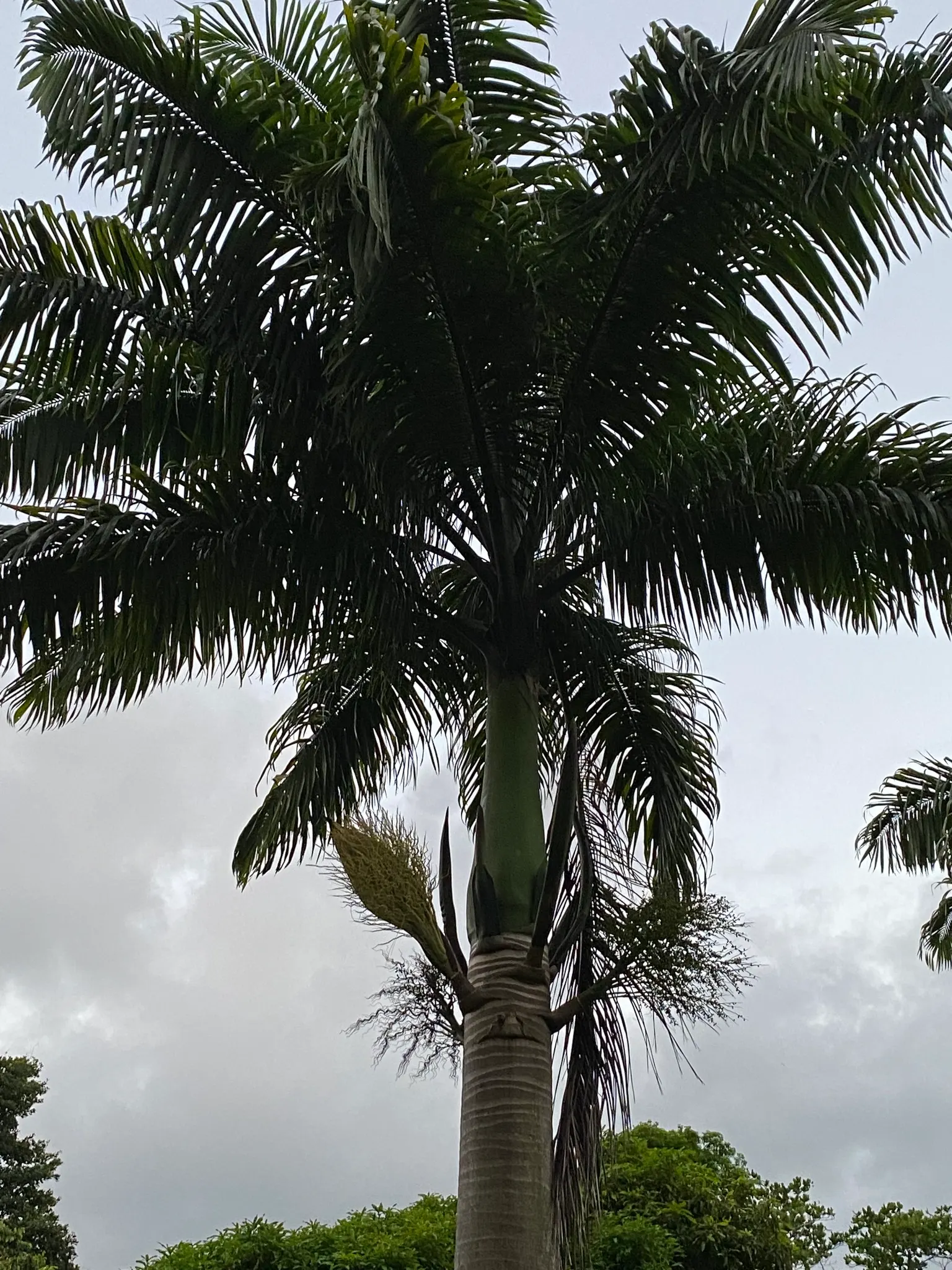 Cabbage Palm (Sabal Palmetto) — it is drought-tolerant once established