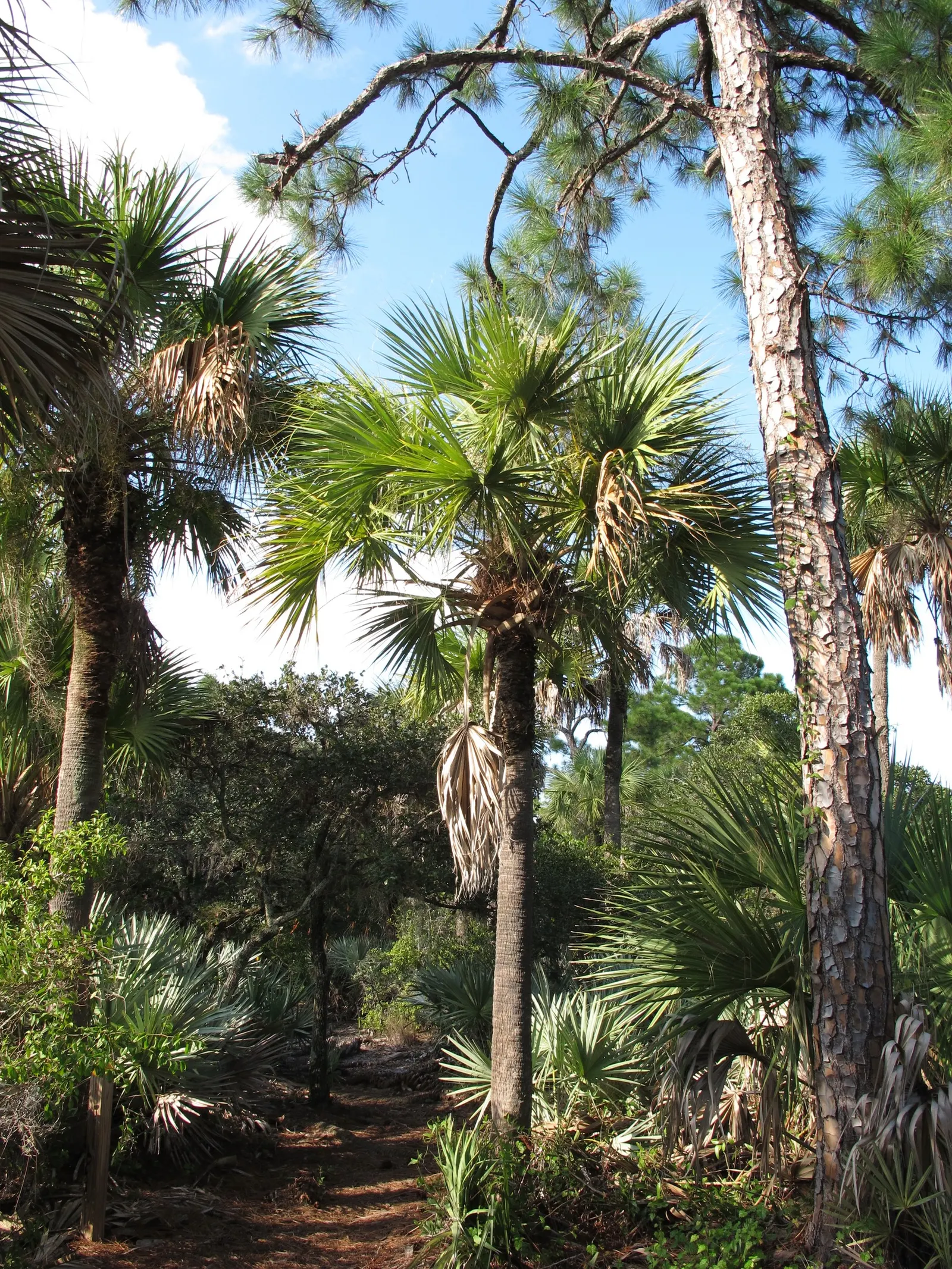 Cabbage Palm (Sabal Palmetto) — it is drought-tolerant once established; this robust palm is known for its remarkable tolerance to a variety of, image 91