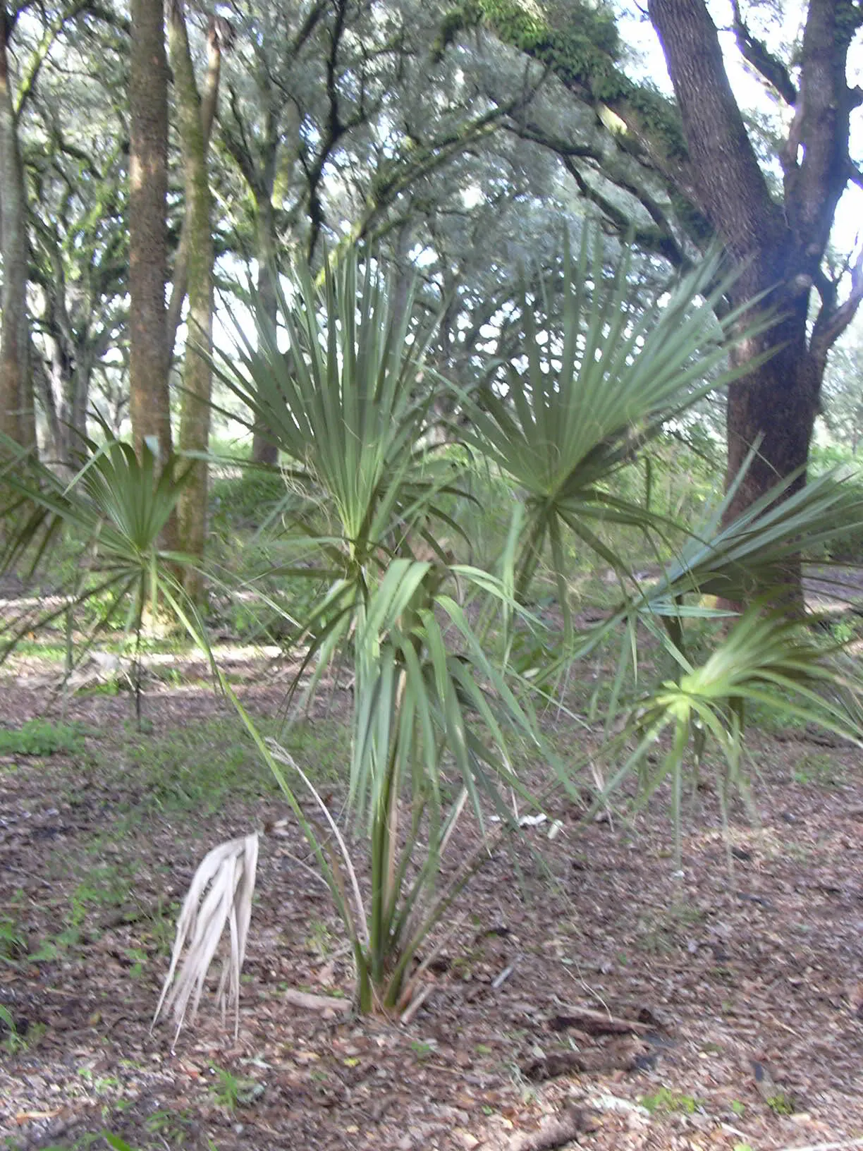 Cabbage Palm (Sabal Palmetto) — This robust palm is known for its remarkable tolerance to a variety of conditions; making it an exemplary choice, image 83