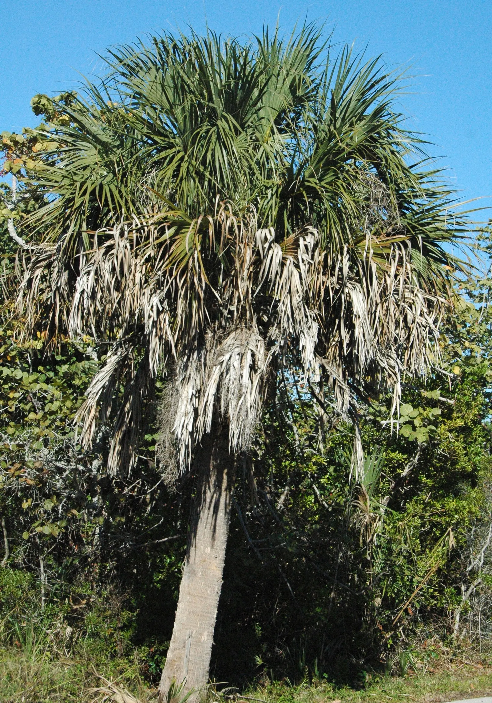 Cabbage Palm (Sabal Palmetto) — Each frond can reach a length of 5 to 6 feet, contributing to the palm's lush appearance