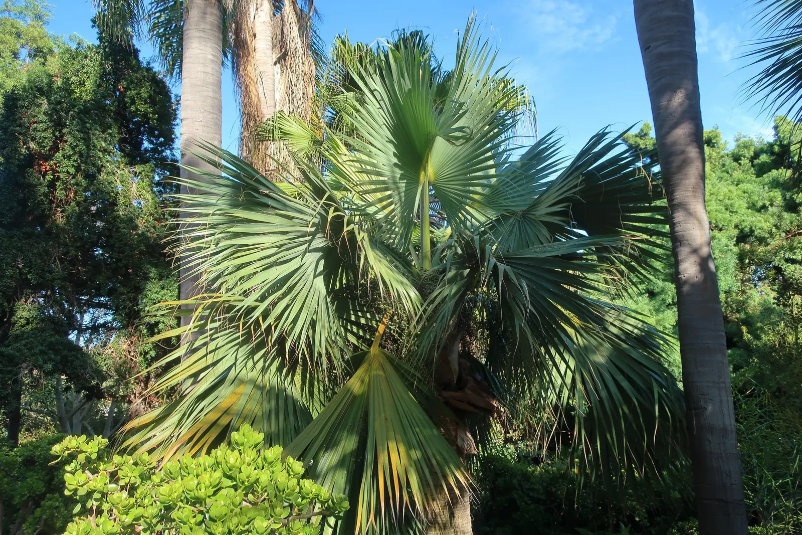 Cabbage Palm (Sabal Palmetto) — making it a superb choice for hurricane-prone regions; palm / tree for full or half, image 90