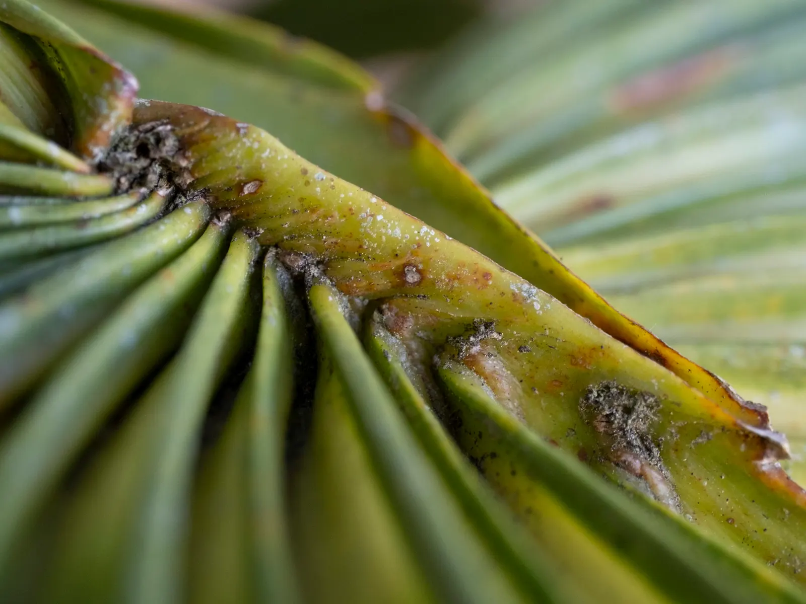 Cabbage Palm (Sabal Palmetto) — It features a stout, columnar trunk and large, fan-shaped leaves; when planning the garden layout, image 60