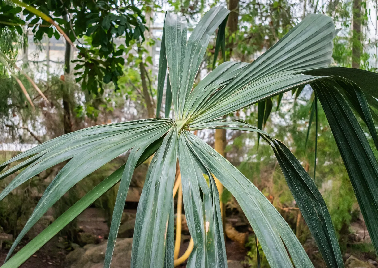 Cabbage Palm (Sabal Palmetto) — is an iconic staple of the southeastern United States landscape; the Cabbage Palm (Sabal palmetto) is an iconic, image 63