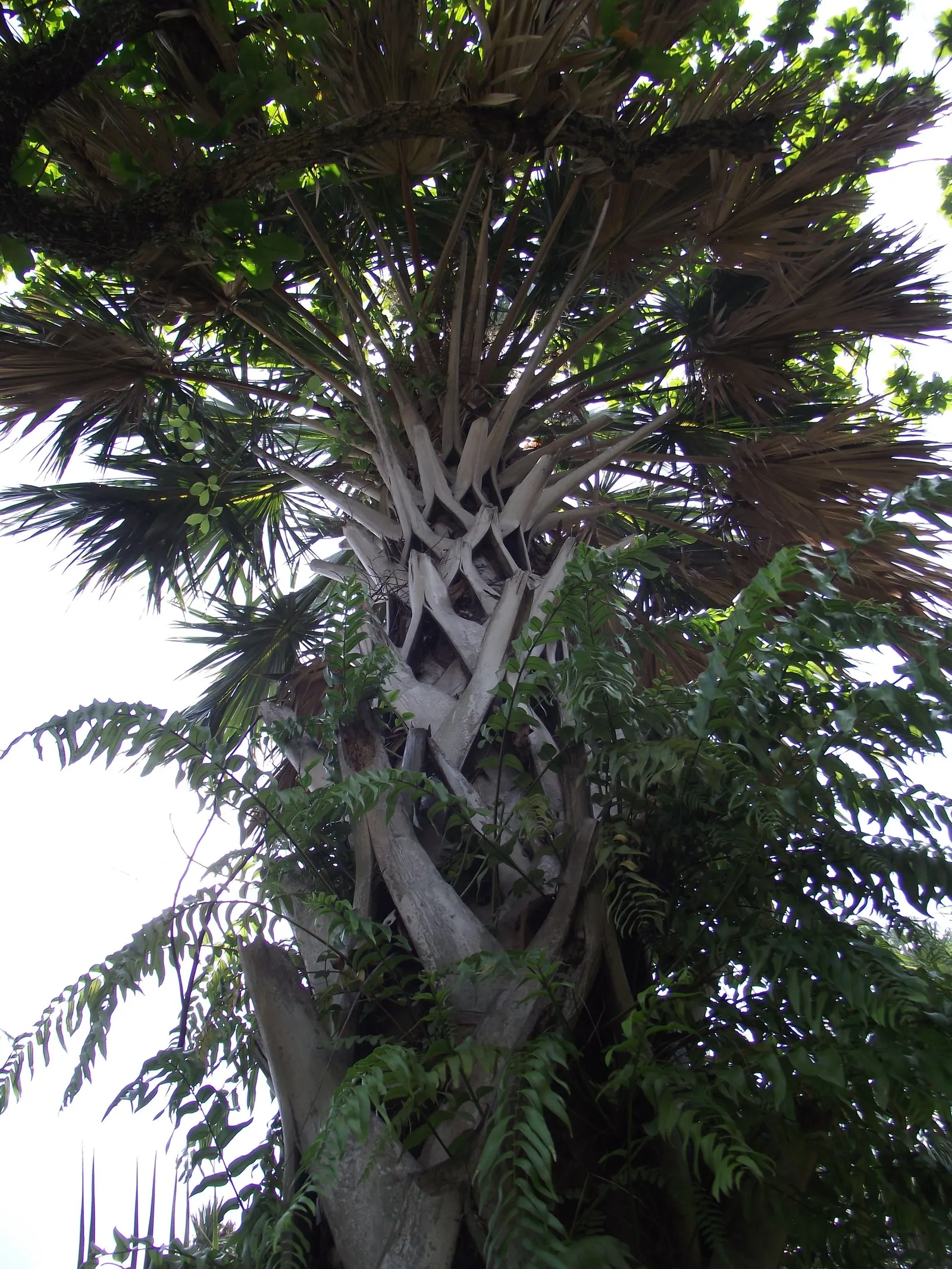 Cabbage Palm (Sabal Palmetto) — palm / tree for full or half; requiring minimal supplemental irrigation, image 76