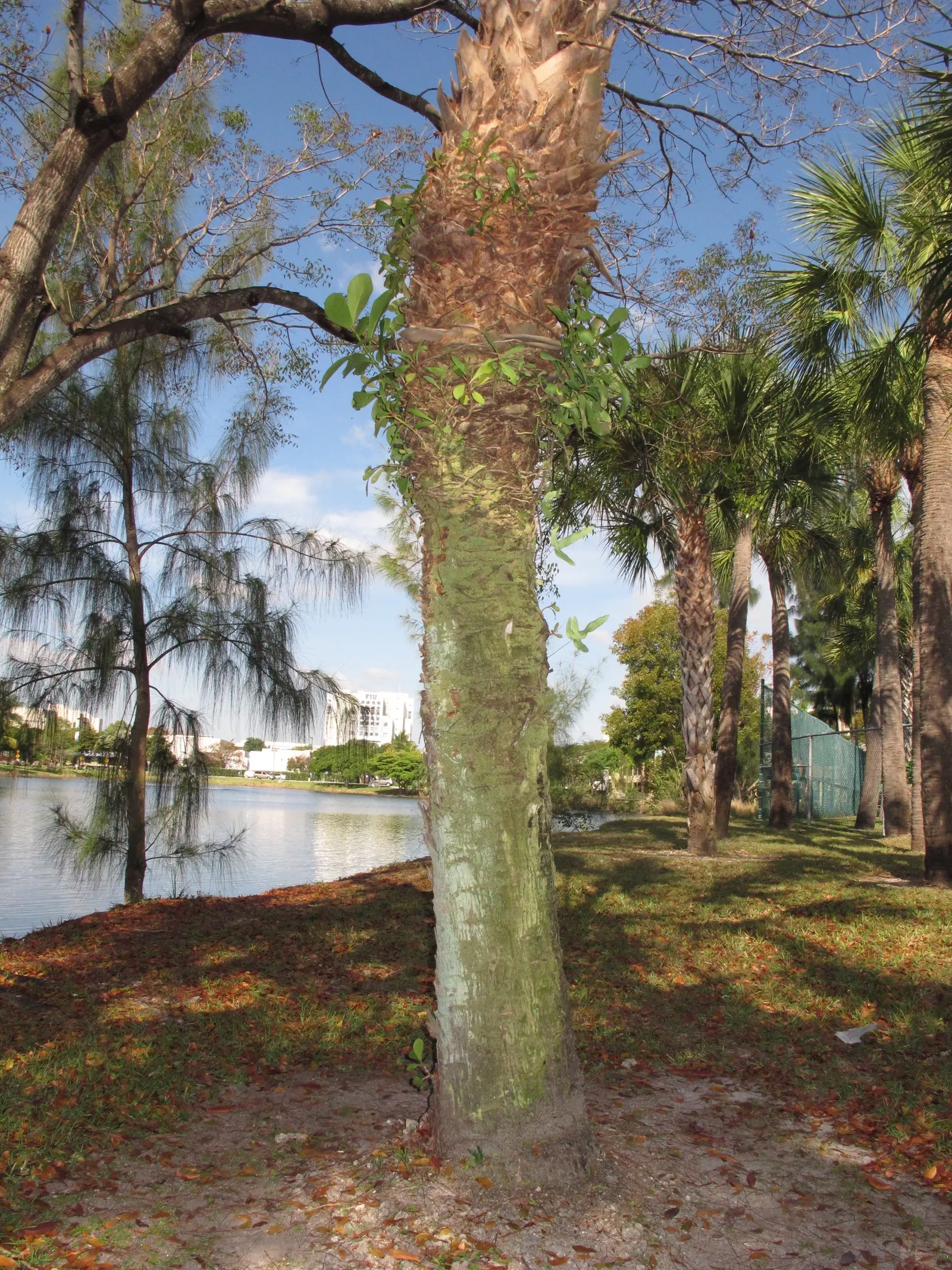Cabbage Palm (Sabal Palmetto) — The Cabbage Palm (Sabal palmetto) is an iconic evergreen, native to southeastern USA; offers low maintenance and, image 77