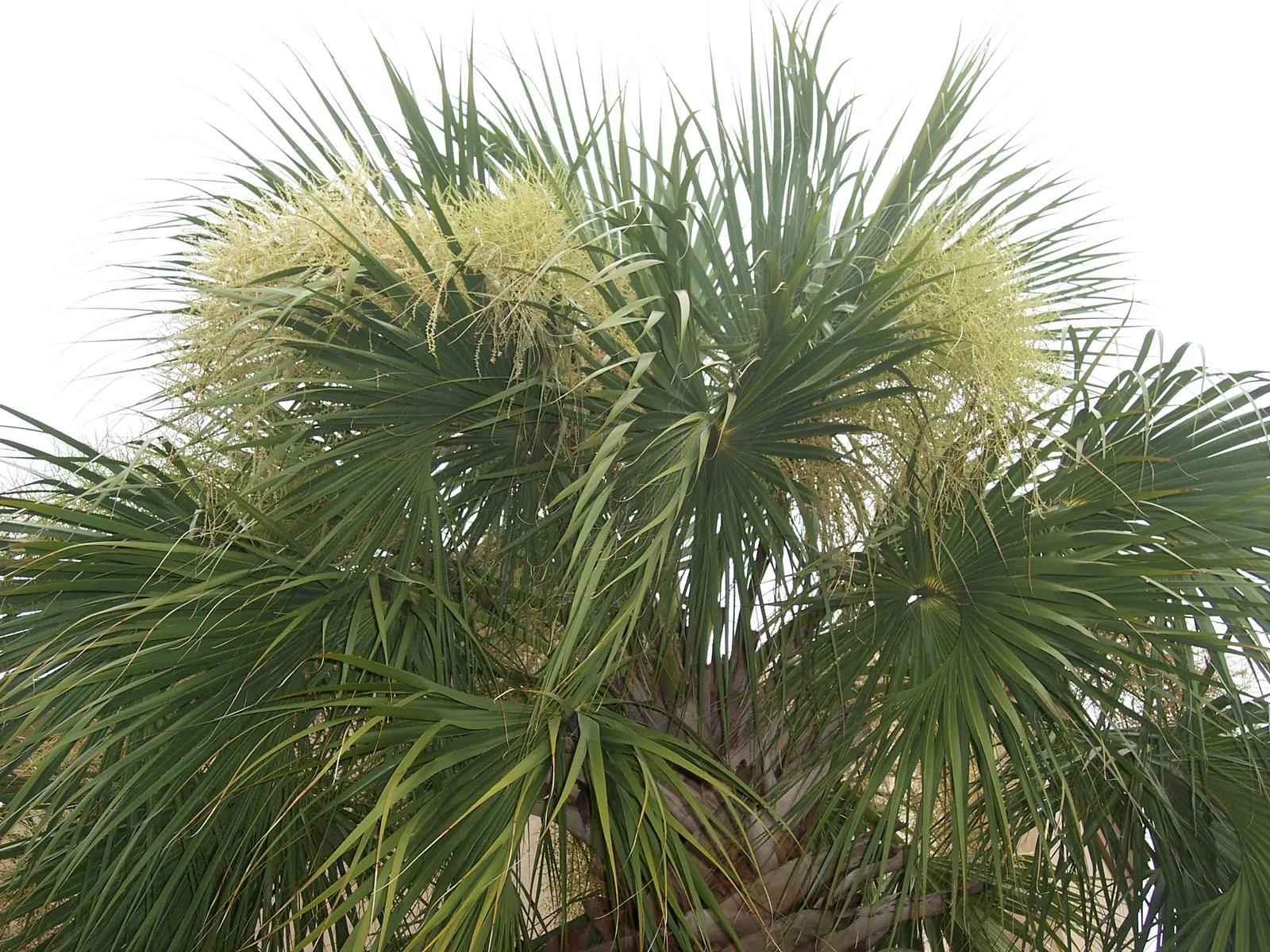 Cabbage Palm (Sabal Palmetto) — palm / tree for full or half; requiring minimal supplemental irrigation, image 57