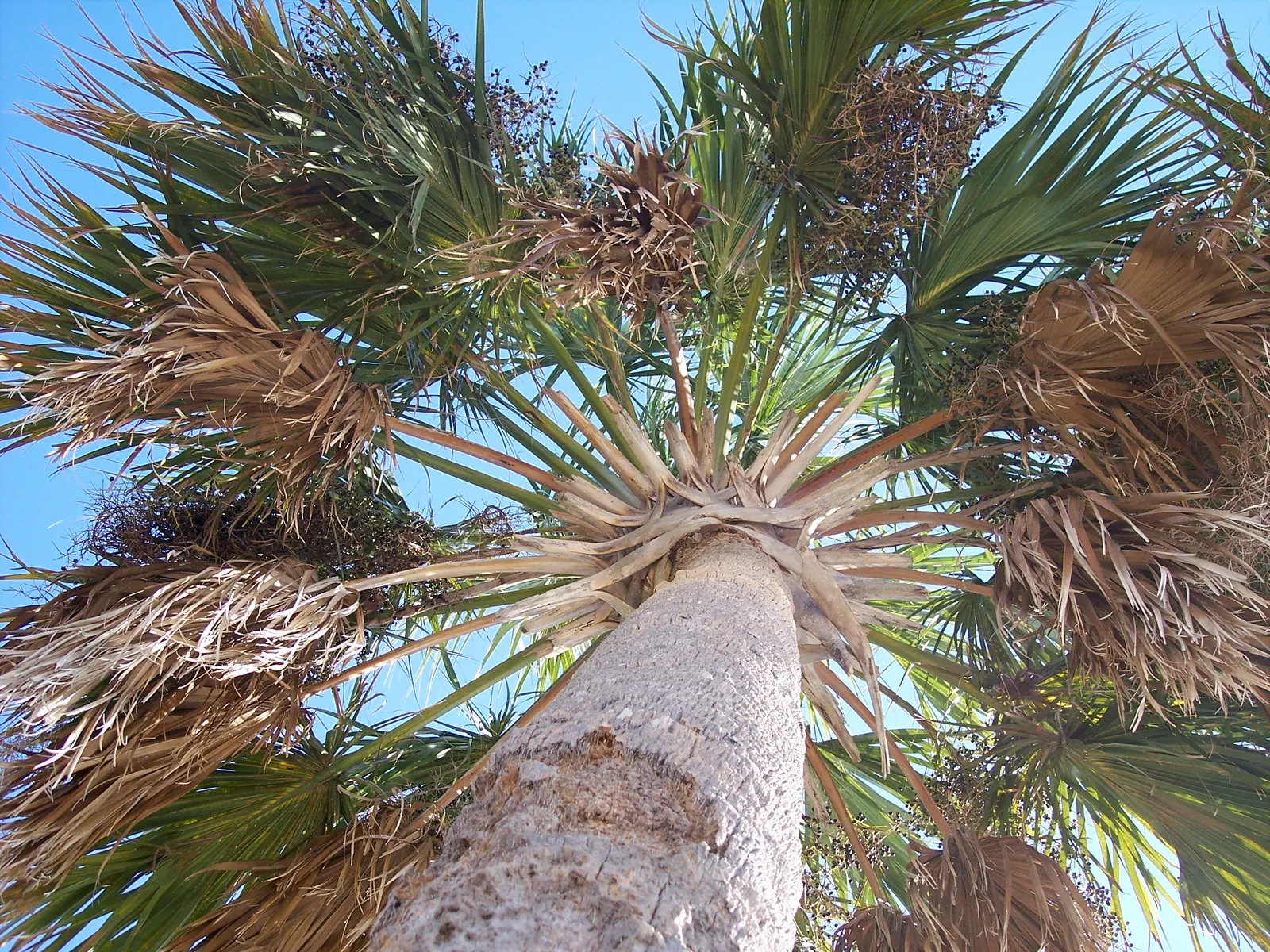 Cabbage Palm (Sabal Palmetto) — The Cabbage Palm (Sabal palmetto) is an iconic evergreen, native to southeastern USA; offers low maintenance and, image 58