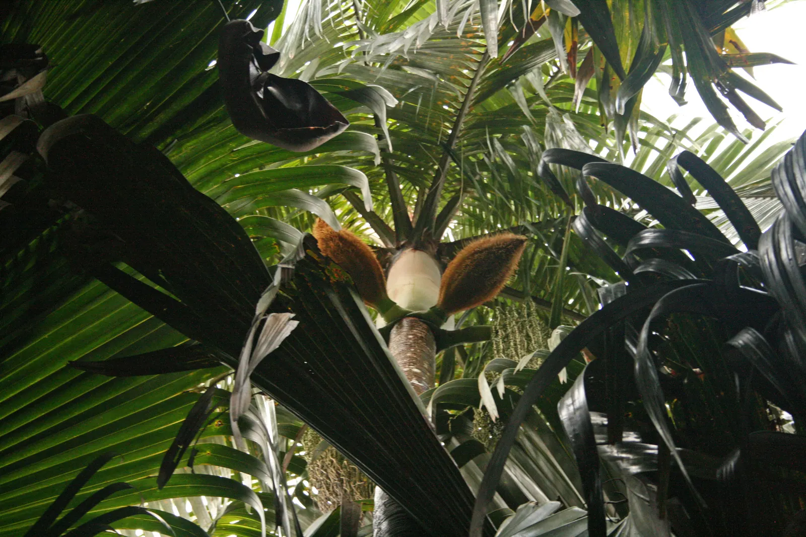 Cabbage Palm (Sabal Palmetto) — The Cabbage Palm (Sabal palmetto) is an iconic evergreen, native to southeastern USA