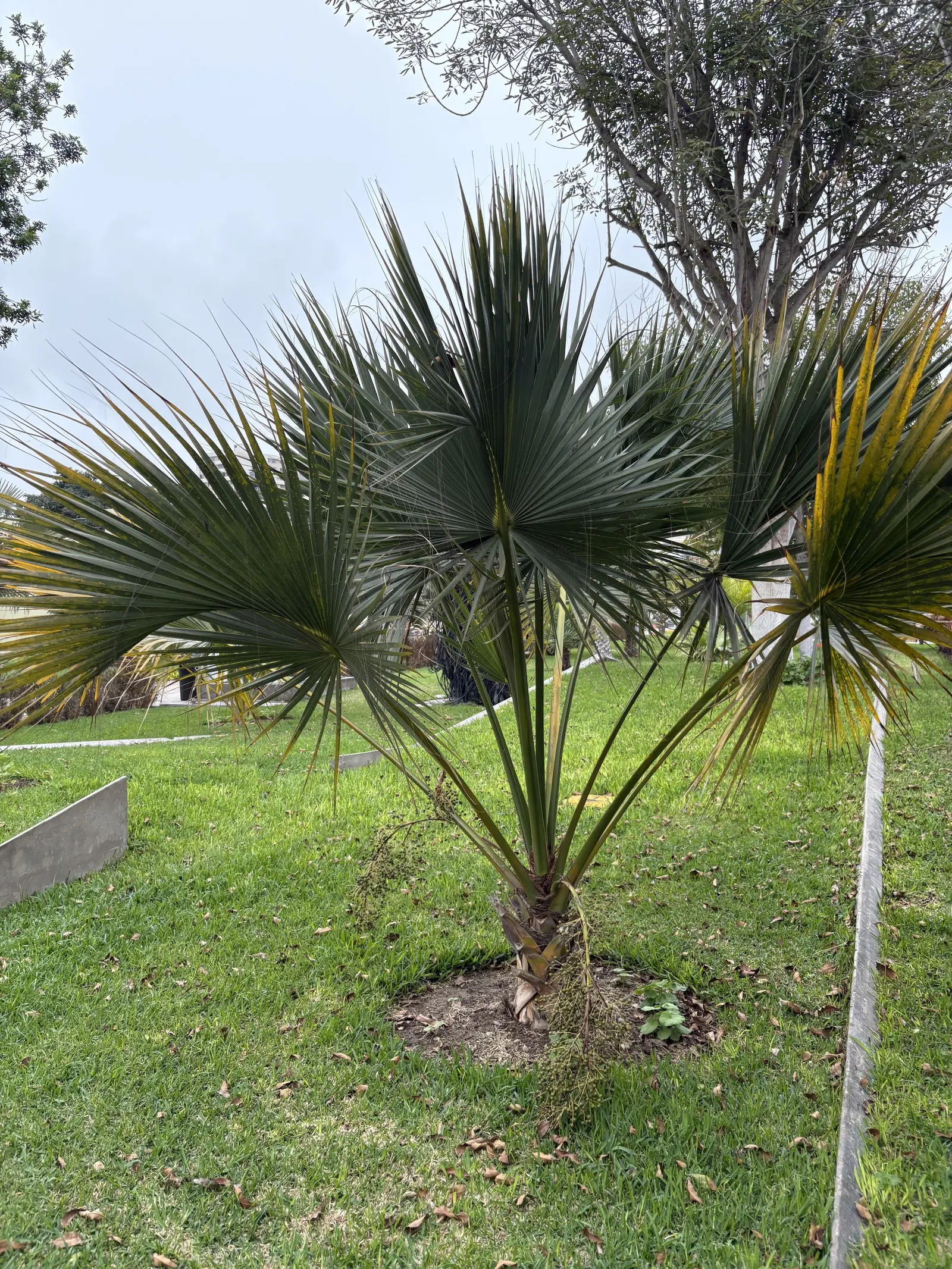 Cabbage Palm (Sabal Palmetto) — It provides excellent vertical accents in both formal and informal settings; adaptable to various soil types, it's, image 93