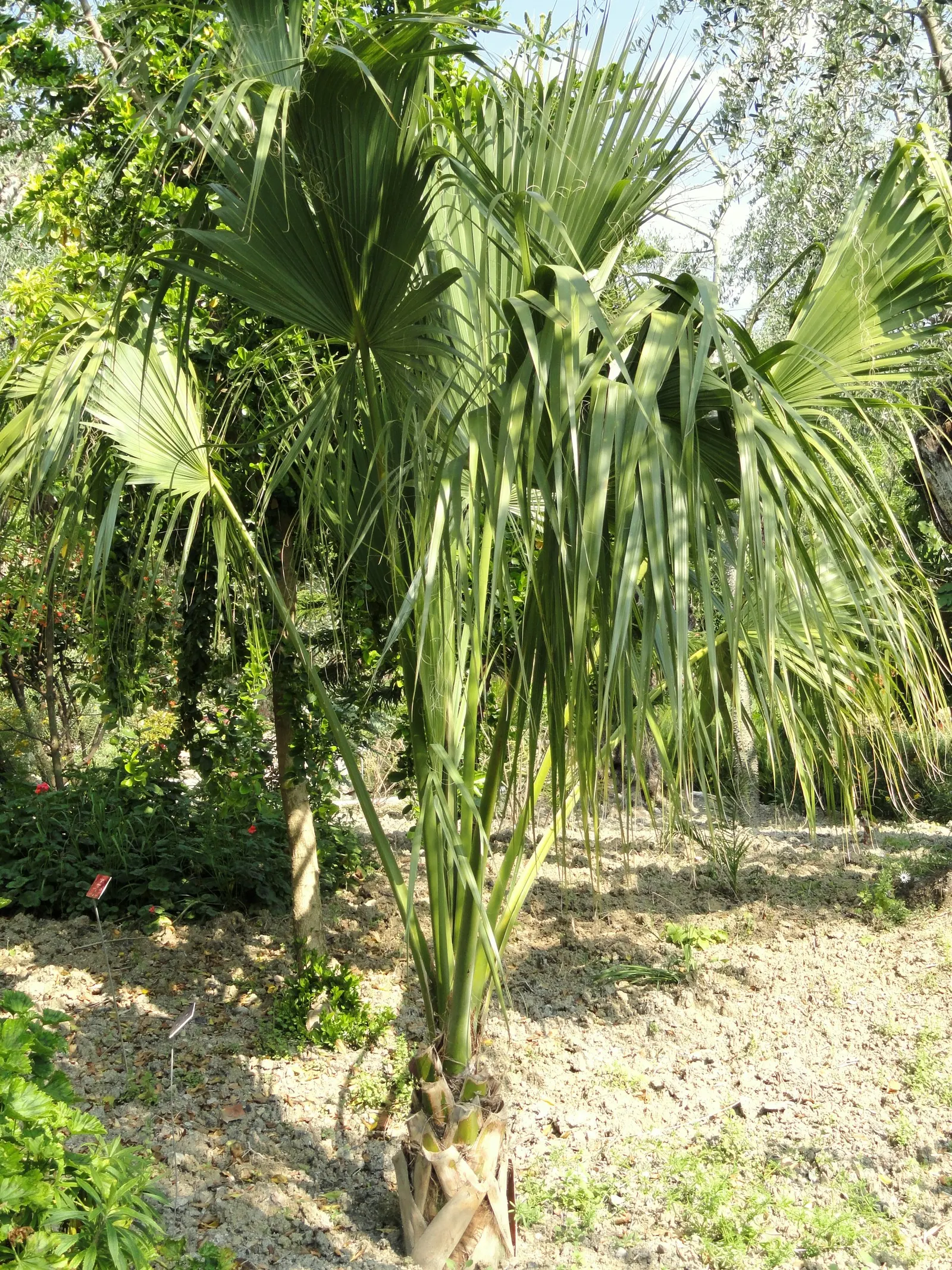 Cabbage Palm (Sabal Palmetto) — the Cabbage Palm's trunk forms an impressive; it provides excellent vertical accents in both formal and informal, image 68