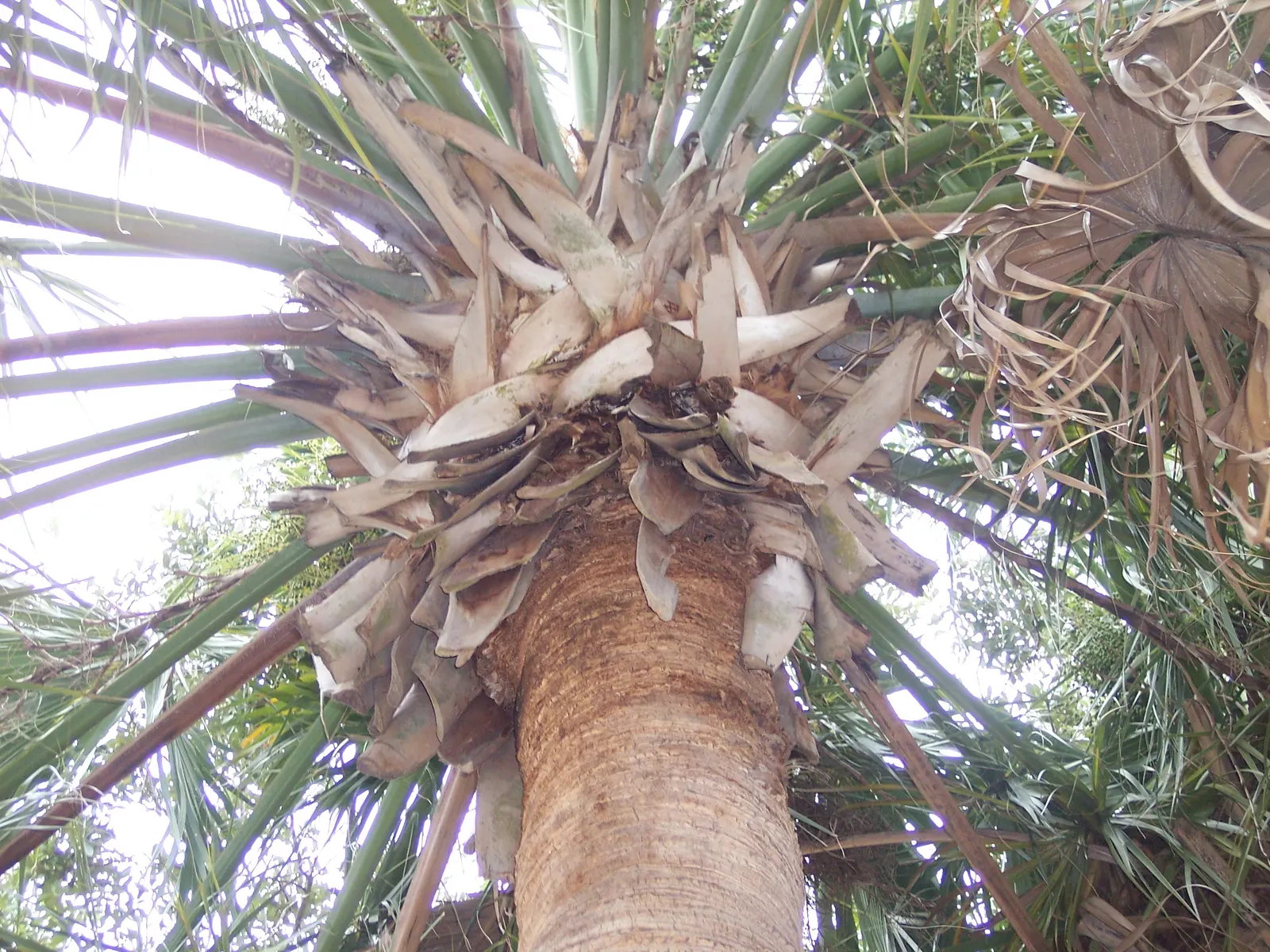 Cabbage Palm (Sabal Palmetto) — the Cabbage Palm's trunk forms an impressive; it provides excellent vertical accents in both formal and informal, image 49