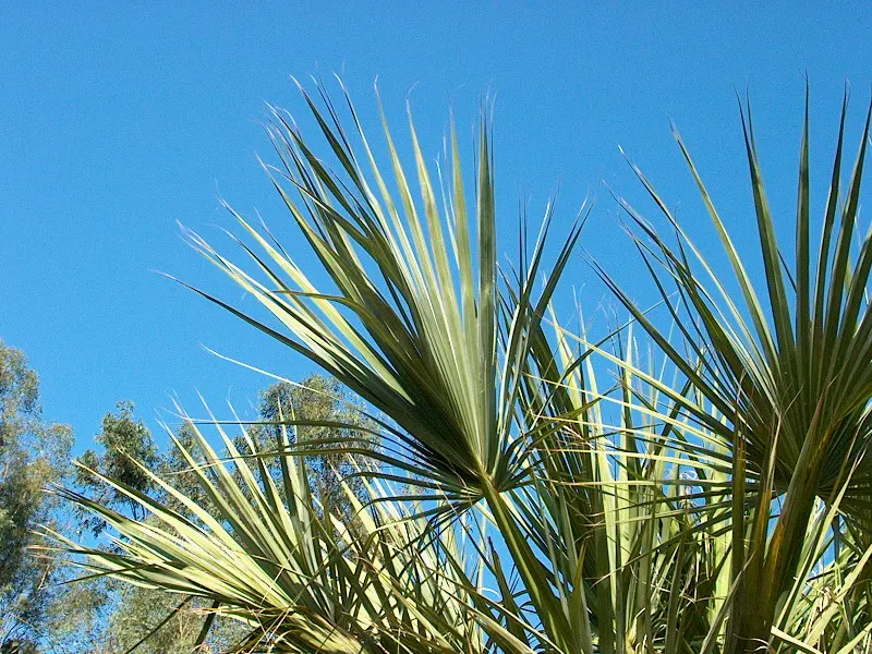 Cabbage Palm (Sabal Palmetto) — Adaptable to various soil types, it's drought-tolerant once established