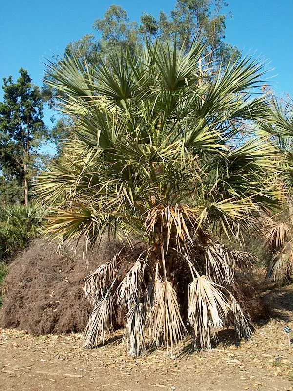 Cabbage Palm (Sabal Palmetto) — Offers low maintenance and adds vertical interest in coastal and formal landscapes