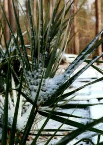Cabbage Palm (Sabal Palmetto) — It provides excellent vertical accents in both formal and informal settings; adaptable to various soil types, it's, image 74