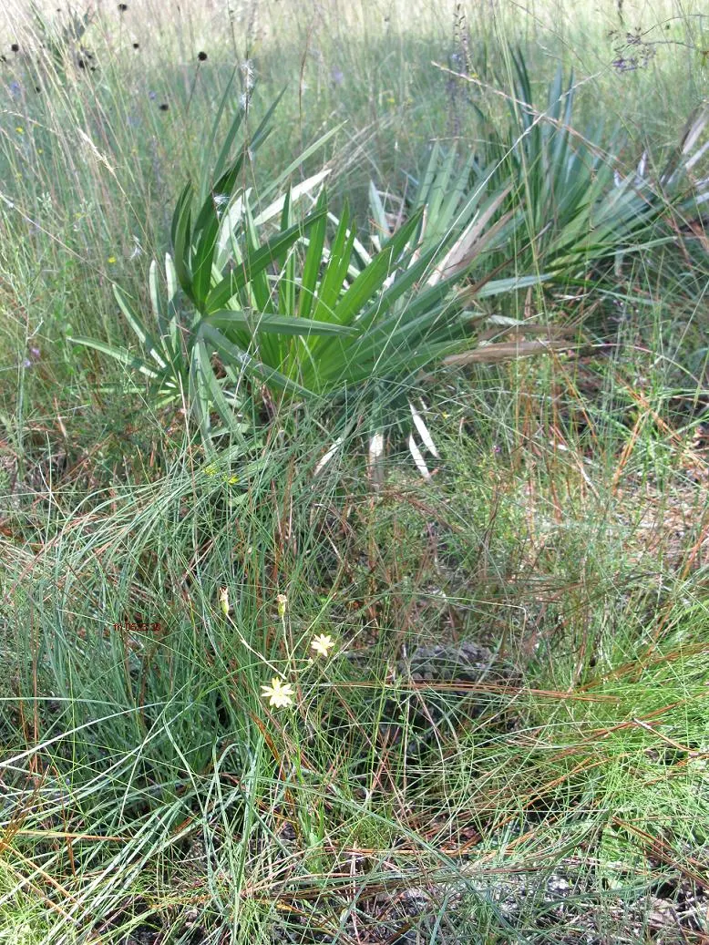 Cabbage Palm (Sabal Palmetto) — making it a superb choice for hurricane-prone regions; palm / tree for full or half, image 52
