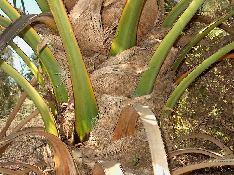 Cabbage Palm (Sabal Palmetto) — It features a stout, columnar trunk and large, fan-shaped leaves