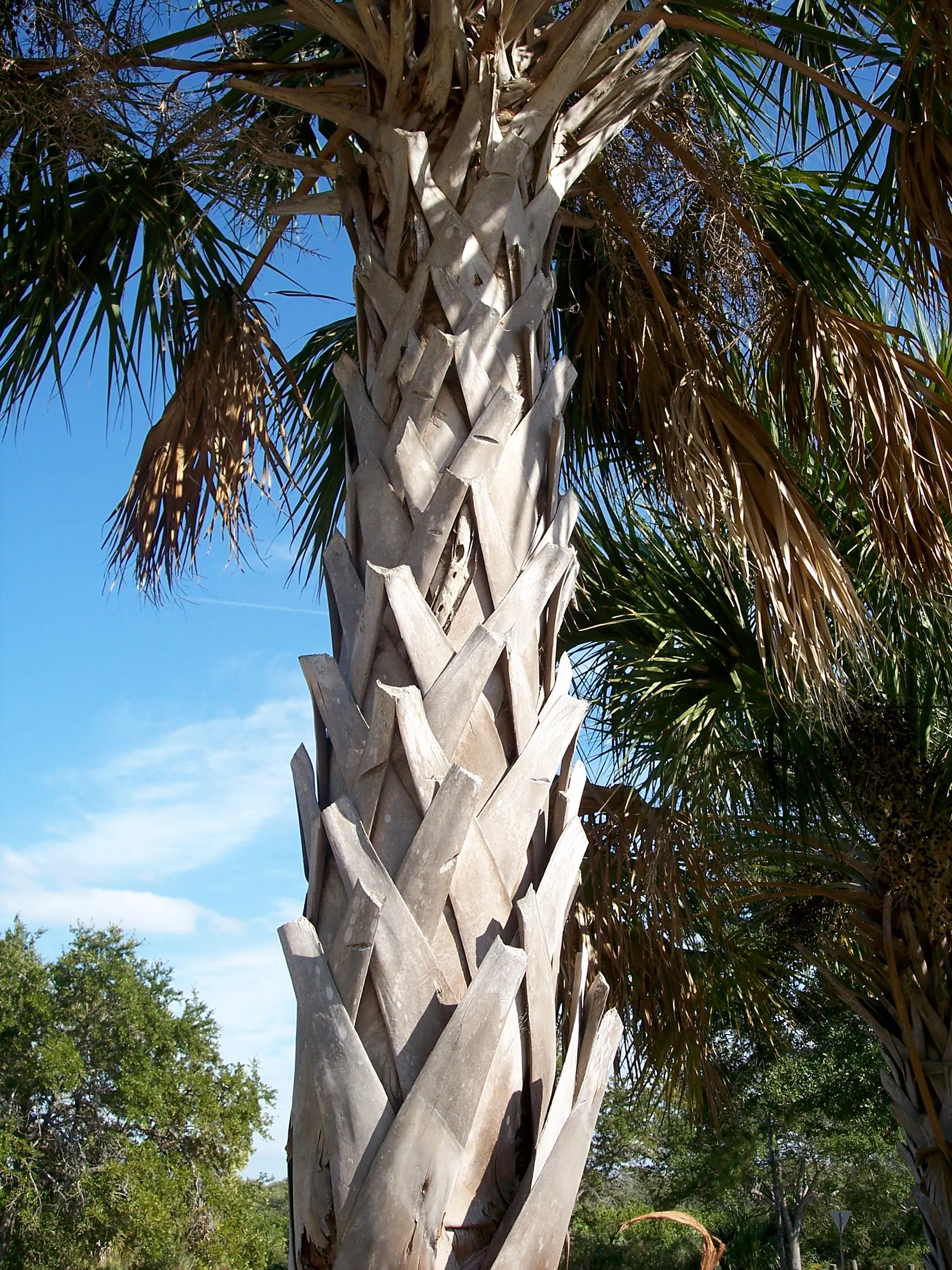 Cabbage Palm (Sabal Palmetto) — Hardy in USDA Zones 8 through 11, it thrives under full sunlight but can withstand partial shade; it features a, image 47