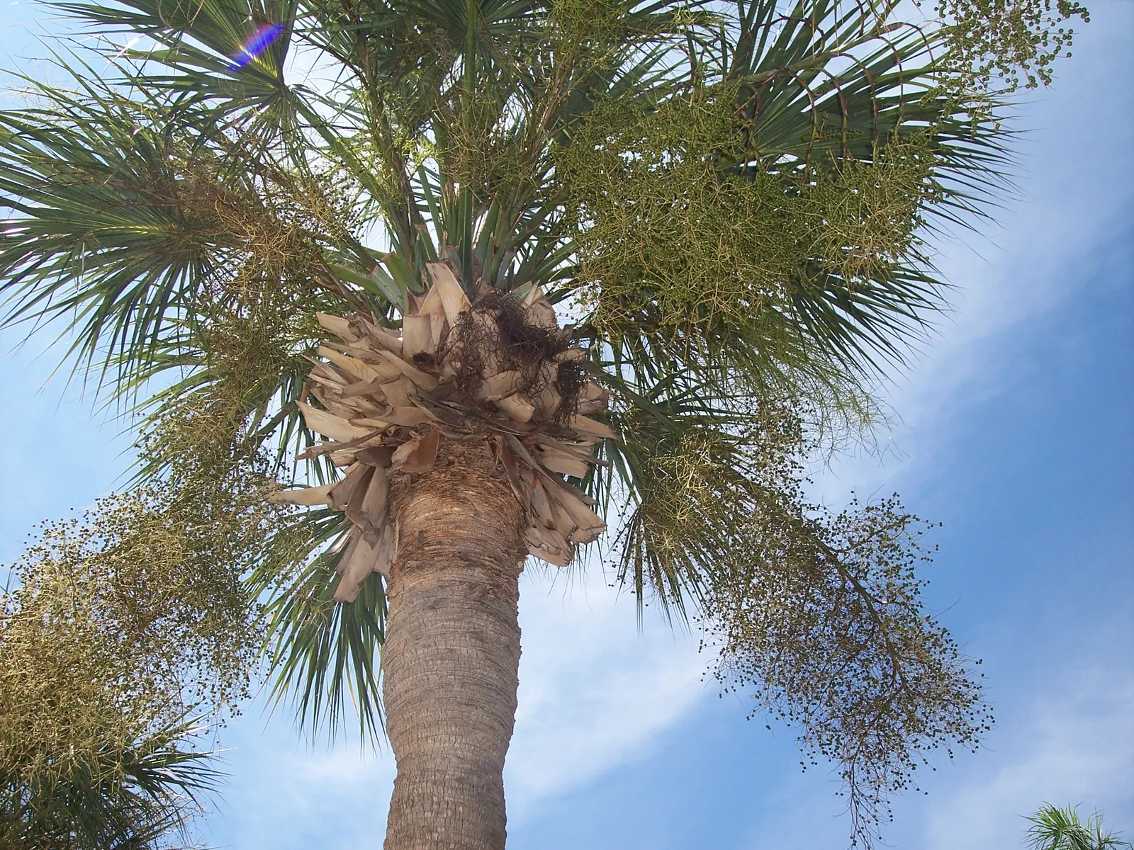 Cabbage Palm (Sabal Palmetto) — When planning the garden layout; hardy in USDA Zones 8 through 11, it thrives under full sunlight but can withstand, image 94