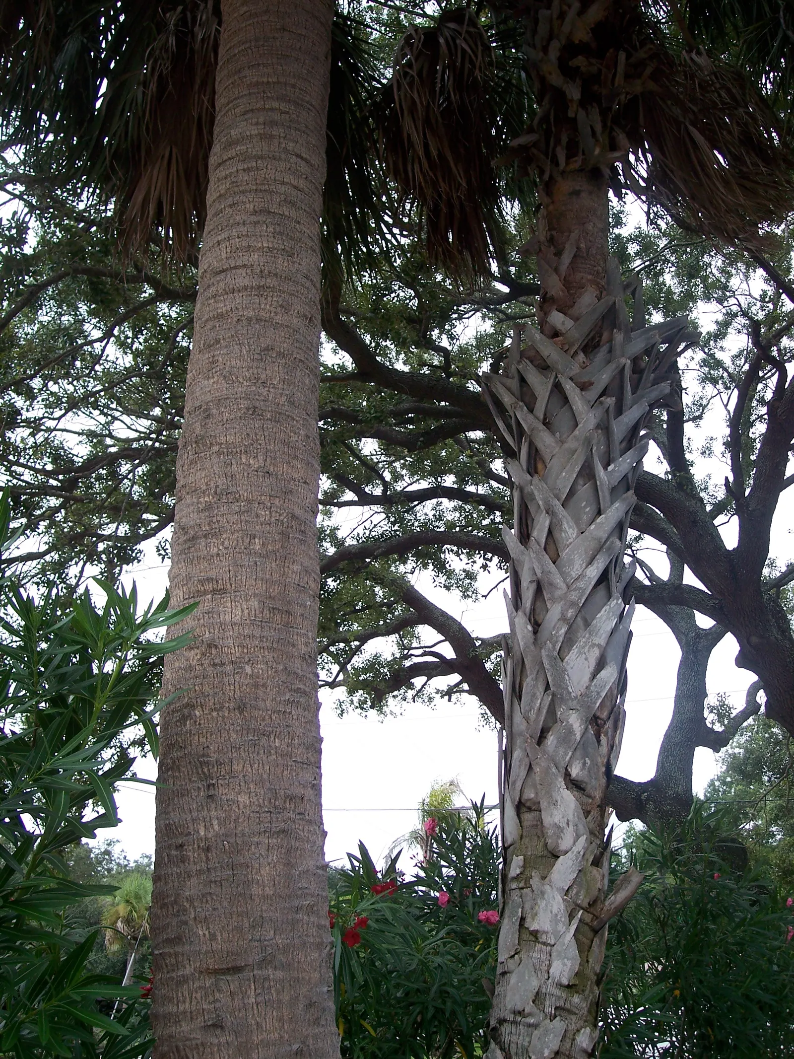 Cabbage Palm (Sabal Palmetto) — scientifically recognized as Sabal palmetto; each frond can reach a length of 5 to 6 feet, contributing to the, image 81