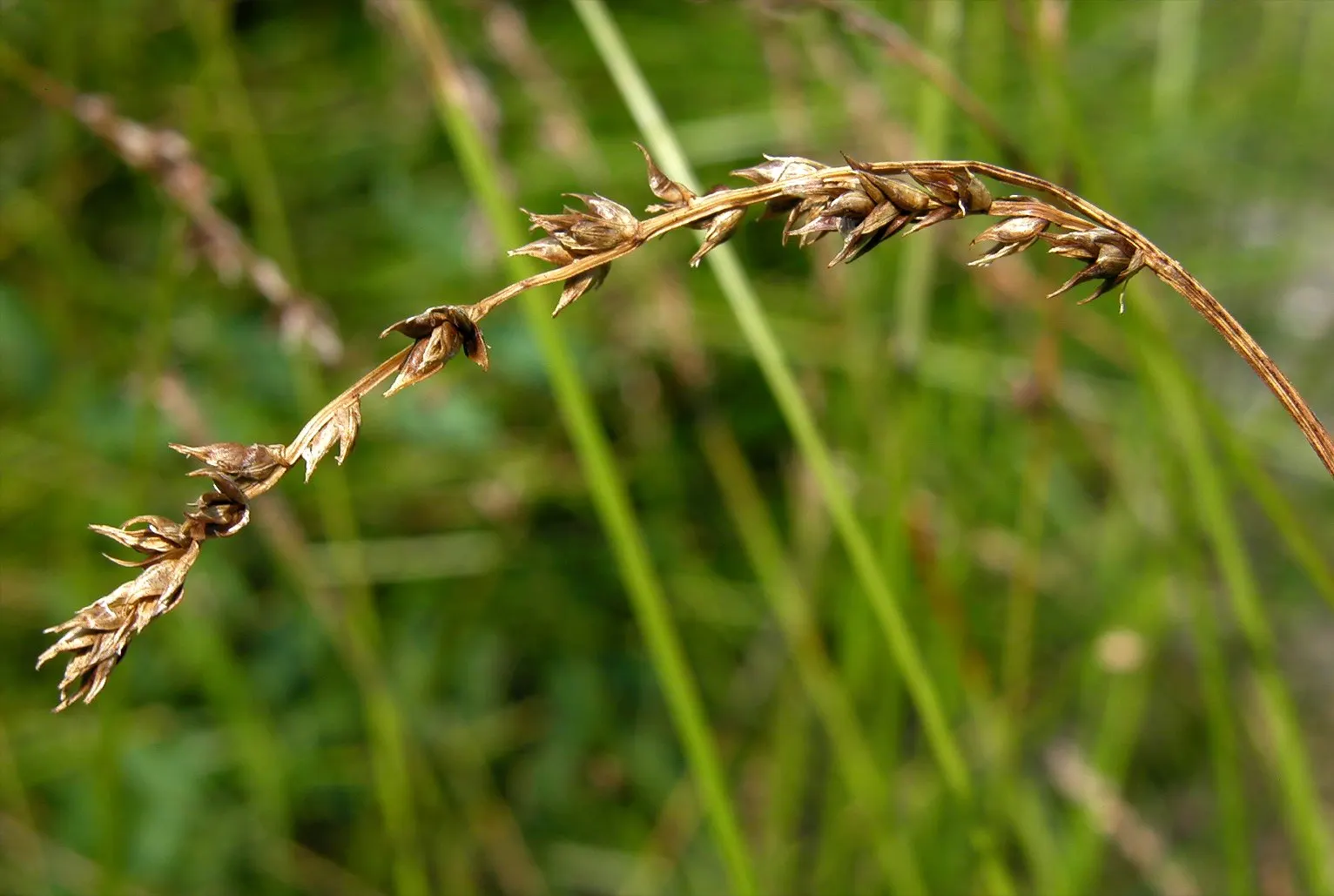 Berkeley Sedge (Carex Divulsa) — It also supports local wildlife
