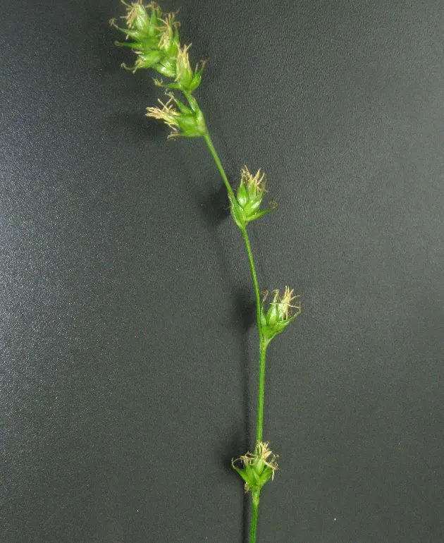 Berkeley Sedge (Carex Divulsa) — fertile environment.<br><br>Its hardiness spans USDA zones 5 through 9; verdant clumps typically reaching heights of 1 to 2