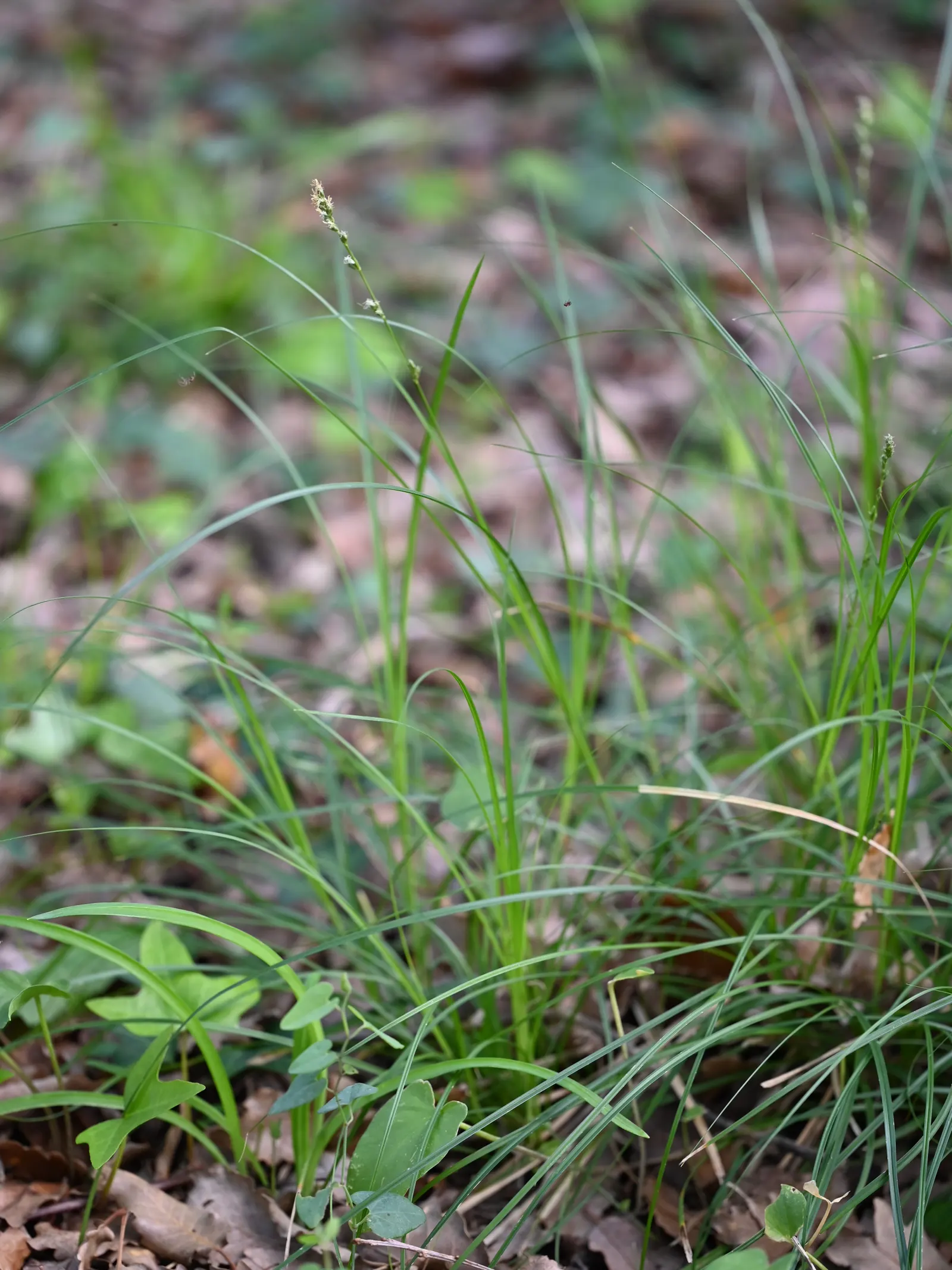 Berkeley Sedge (Carex Divulsa) — though it prefers a moist; its fine-textured, arching leaves are bright to dark green