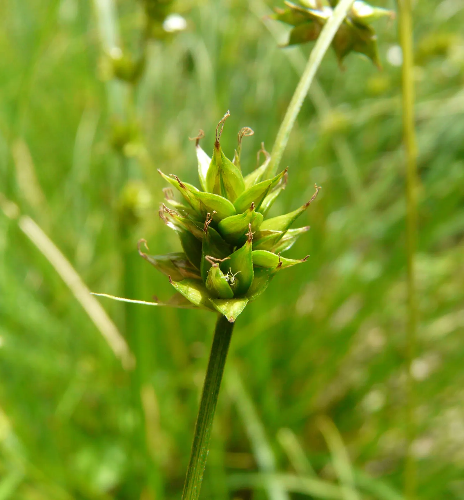 Berkeley Sedge (Carex Divulsa) — with a similar spread of 1 to 2 feet