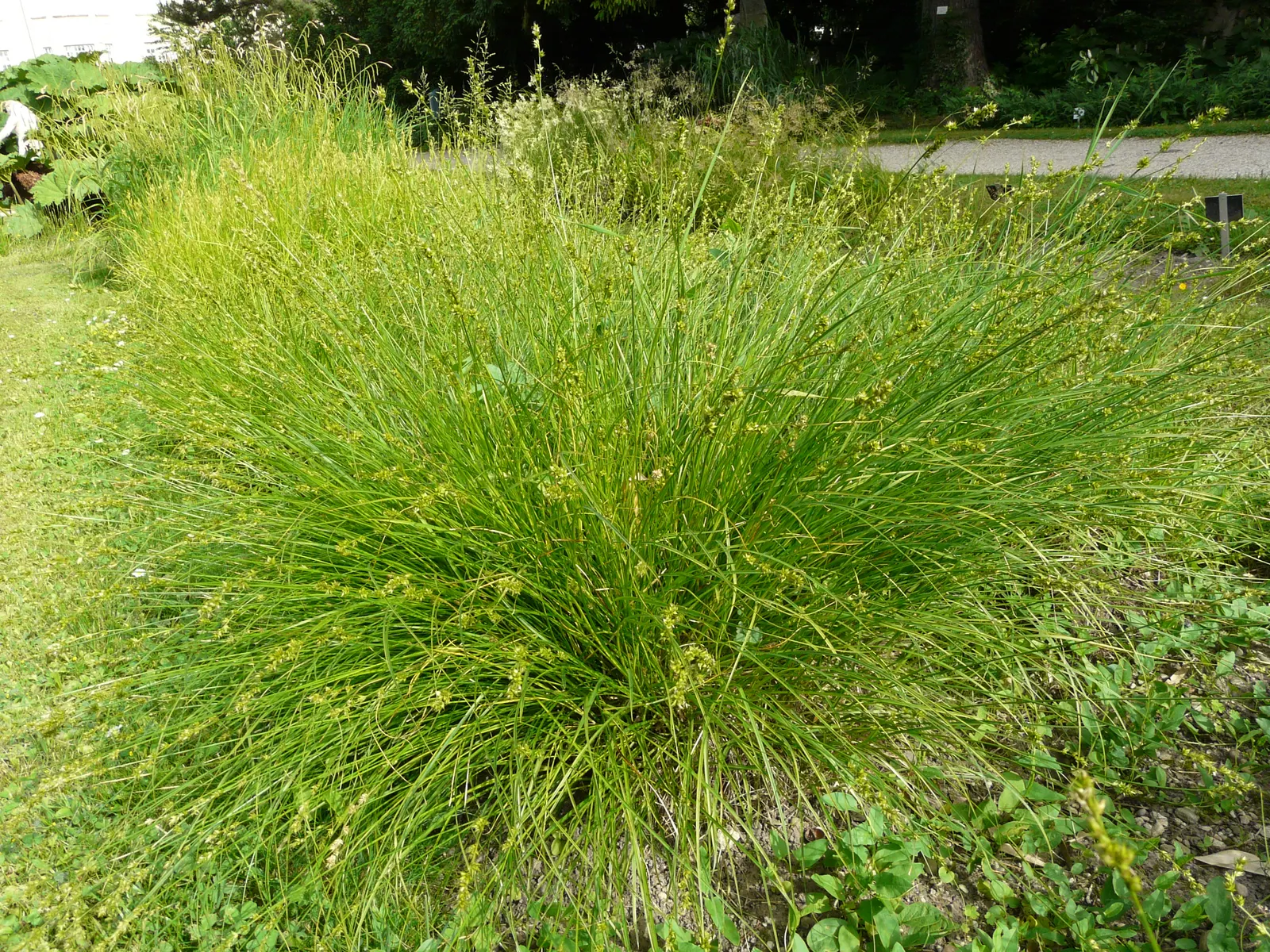 Berkeley Sedge (Carex Divulsa) — verdant clumps typically reaching heights of 1 to 2 feet; ideal for mass plantings or as a gracefully undulating, image 70