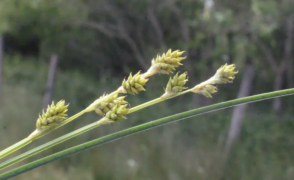 Berkeley Sedge (Carex Divulsa) — particularly along banks or slopes