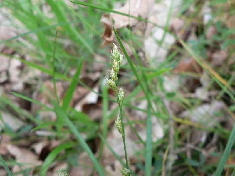 Berkeley Sedge (Carex Divulsa) — is a versatile evergreen perennial that is highly valued for its lush
